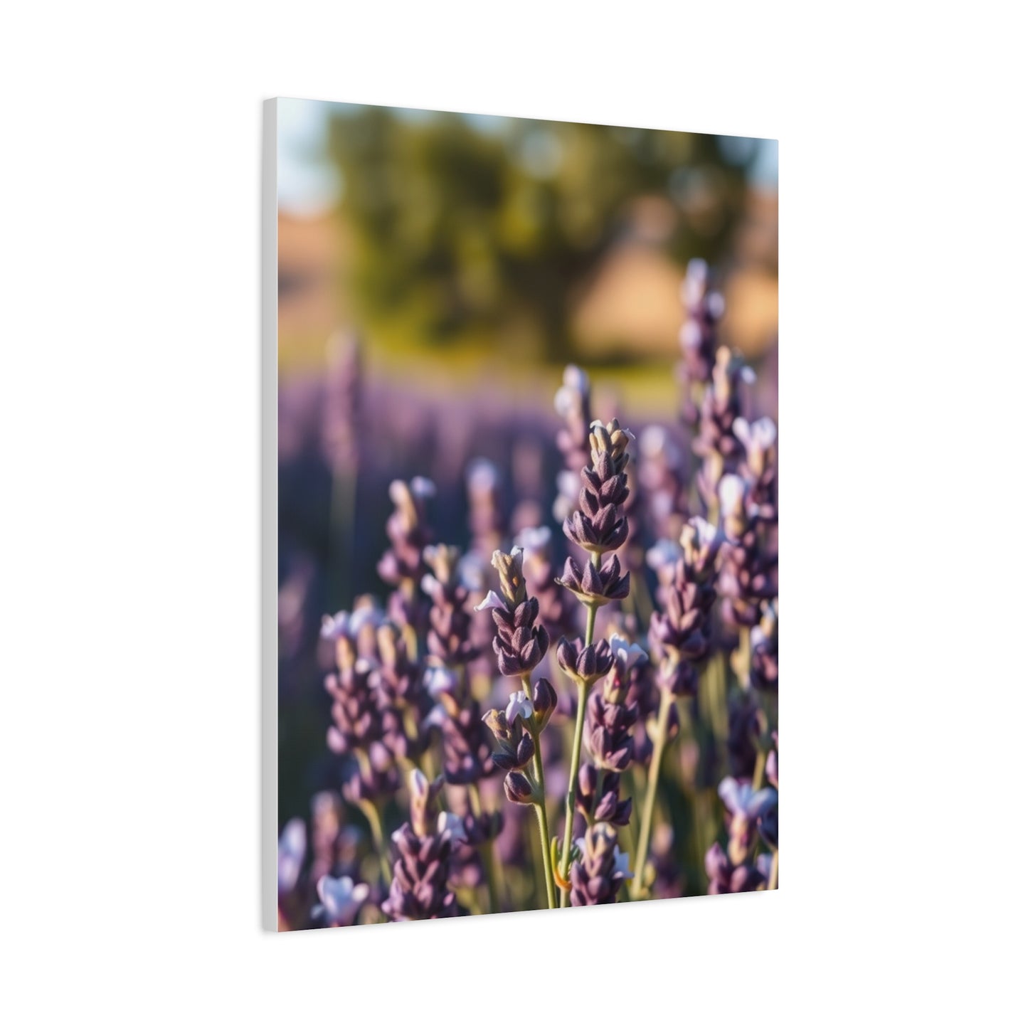 Lavender Herb Art Canvas Art 5 Wall Art & Canvas Print