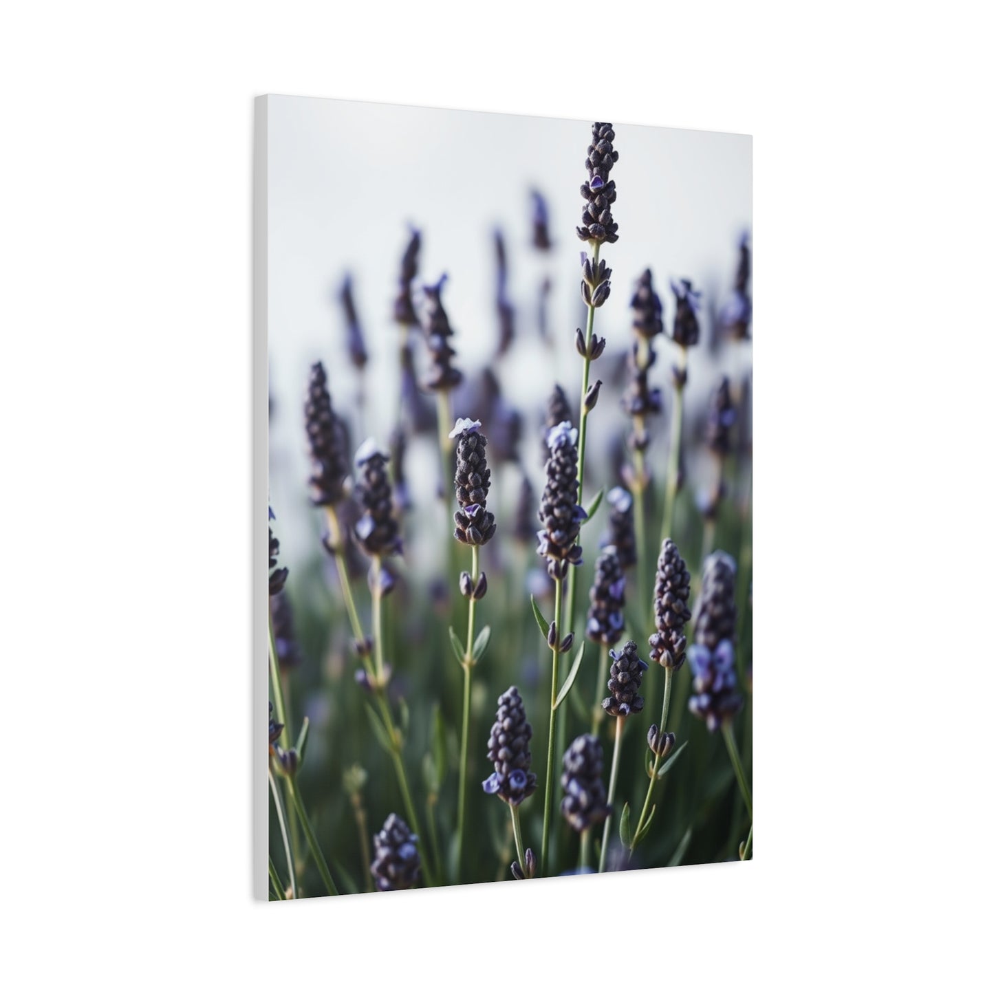 Lavender Herb Art Canvas Art 4 Wall Art & Canvas Print