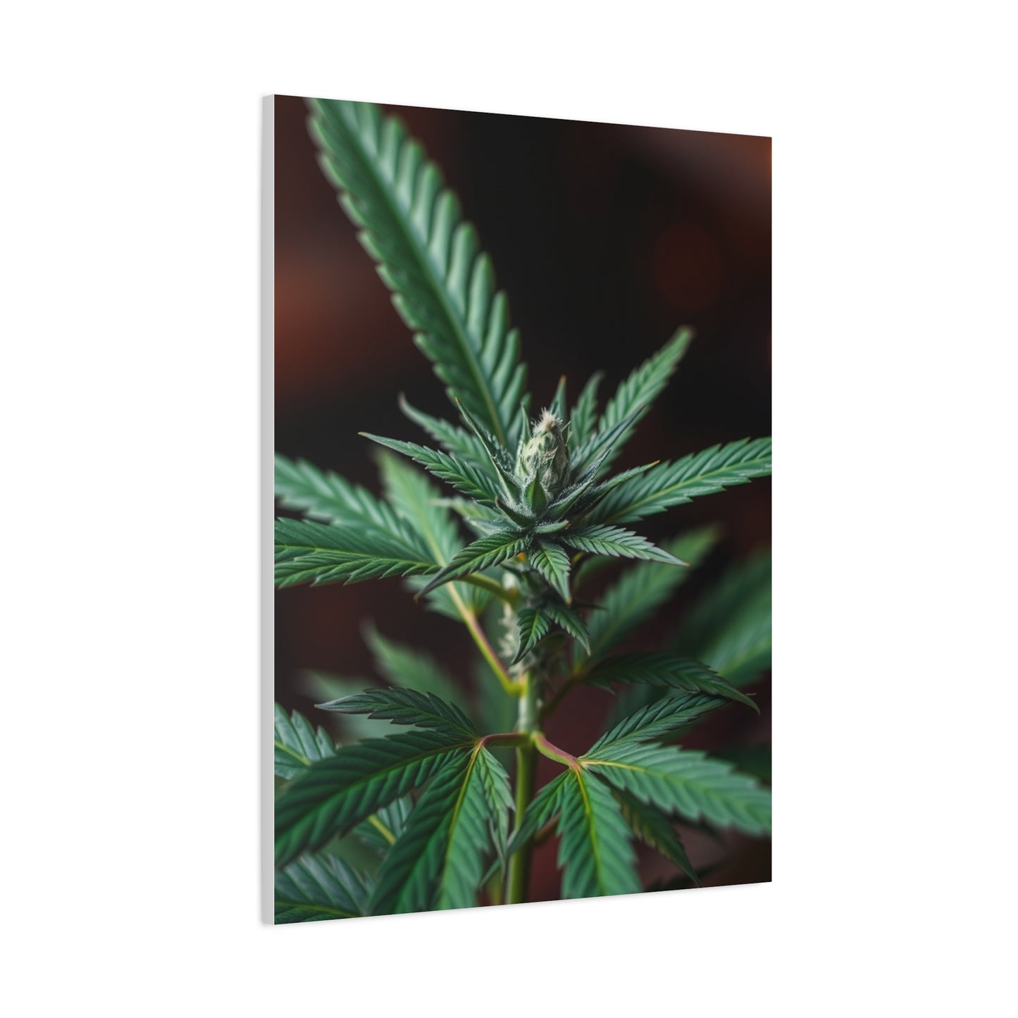 Marijuana Art Premium Canvas 20 Wall Art & Canvas Print