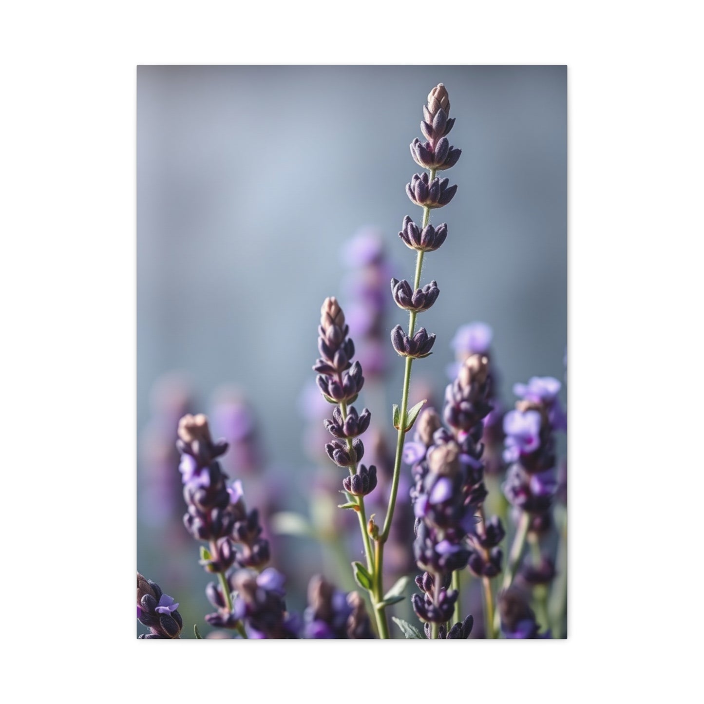 Lavender Herb Art Canvas Art 8 Wall Art & Canvas Print
