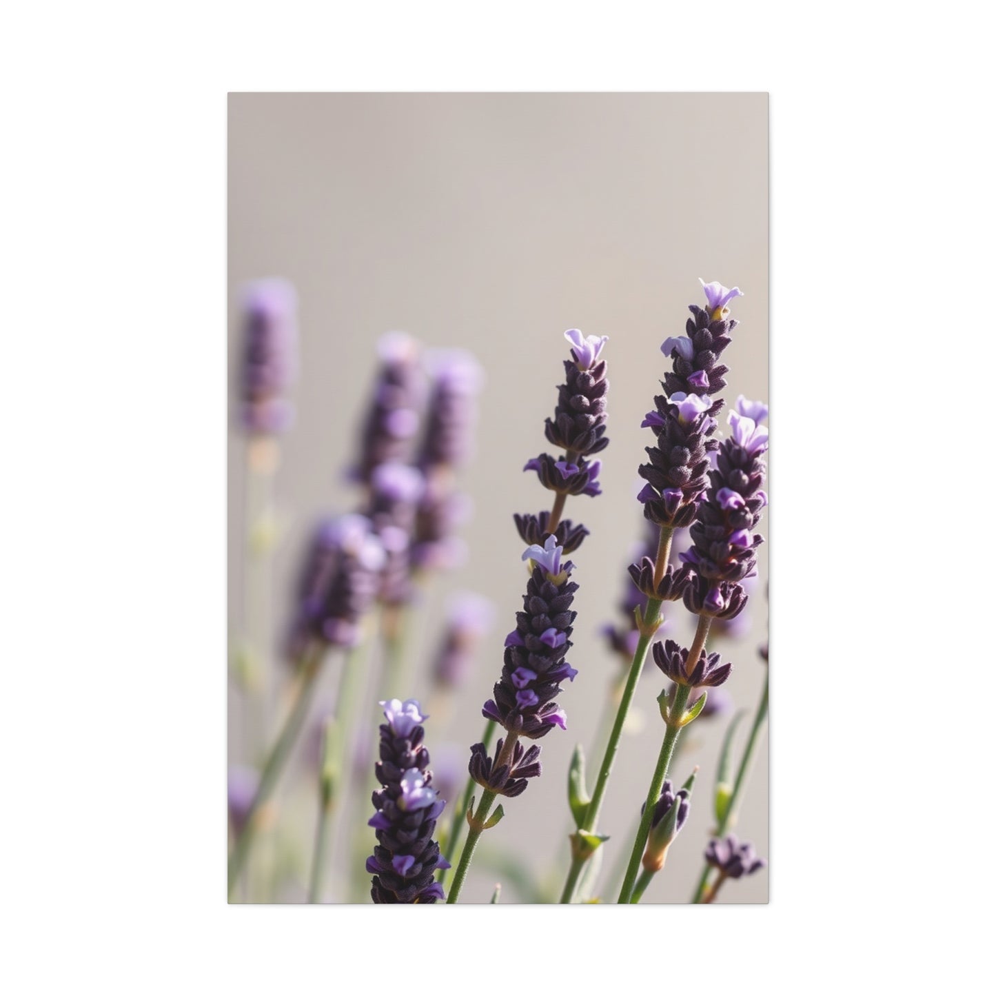 Lavender Herb Art Canvas Art 1 Wall Art & Canvas Print