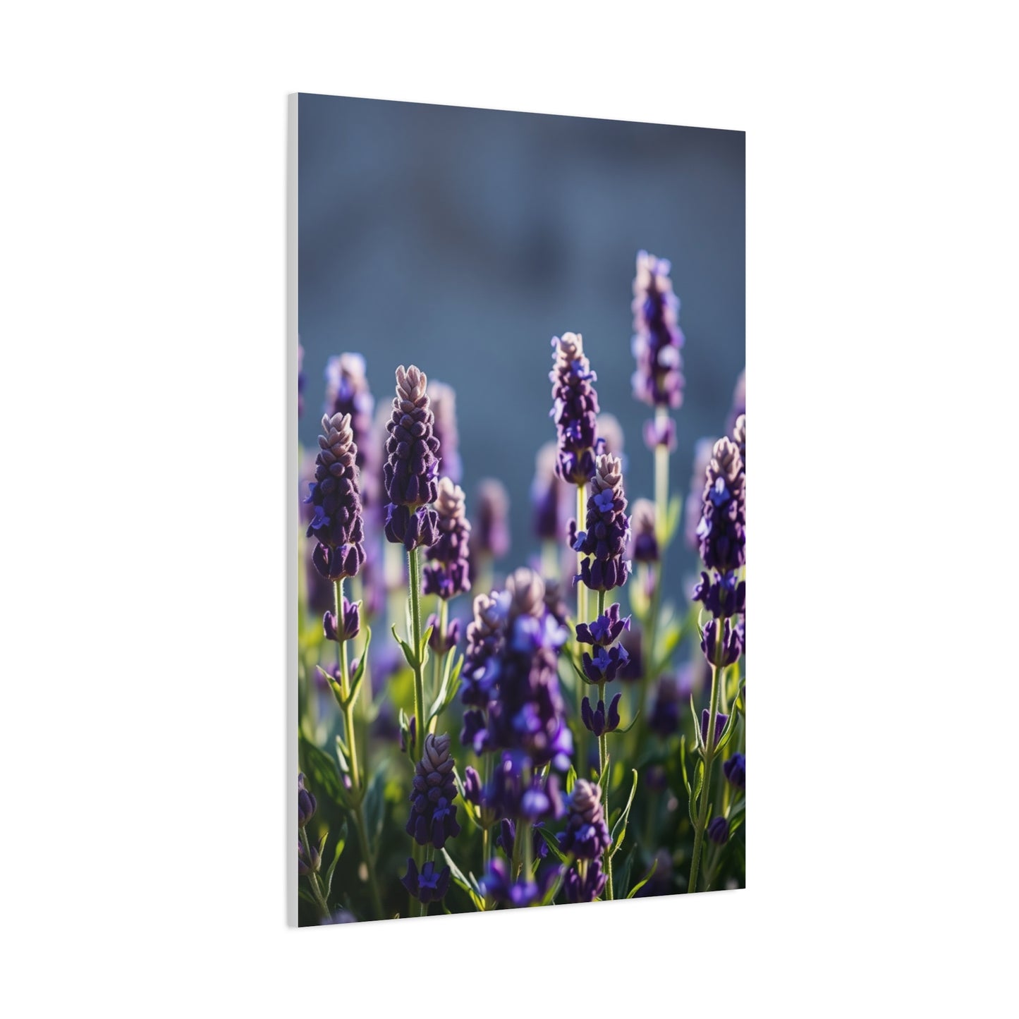 Lavender Herb Art Canvas Art 3 Wall Art & Canvas Print