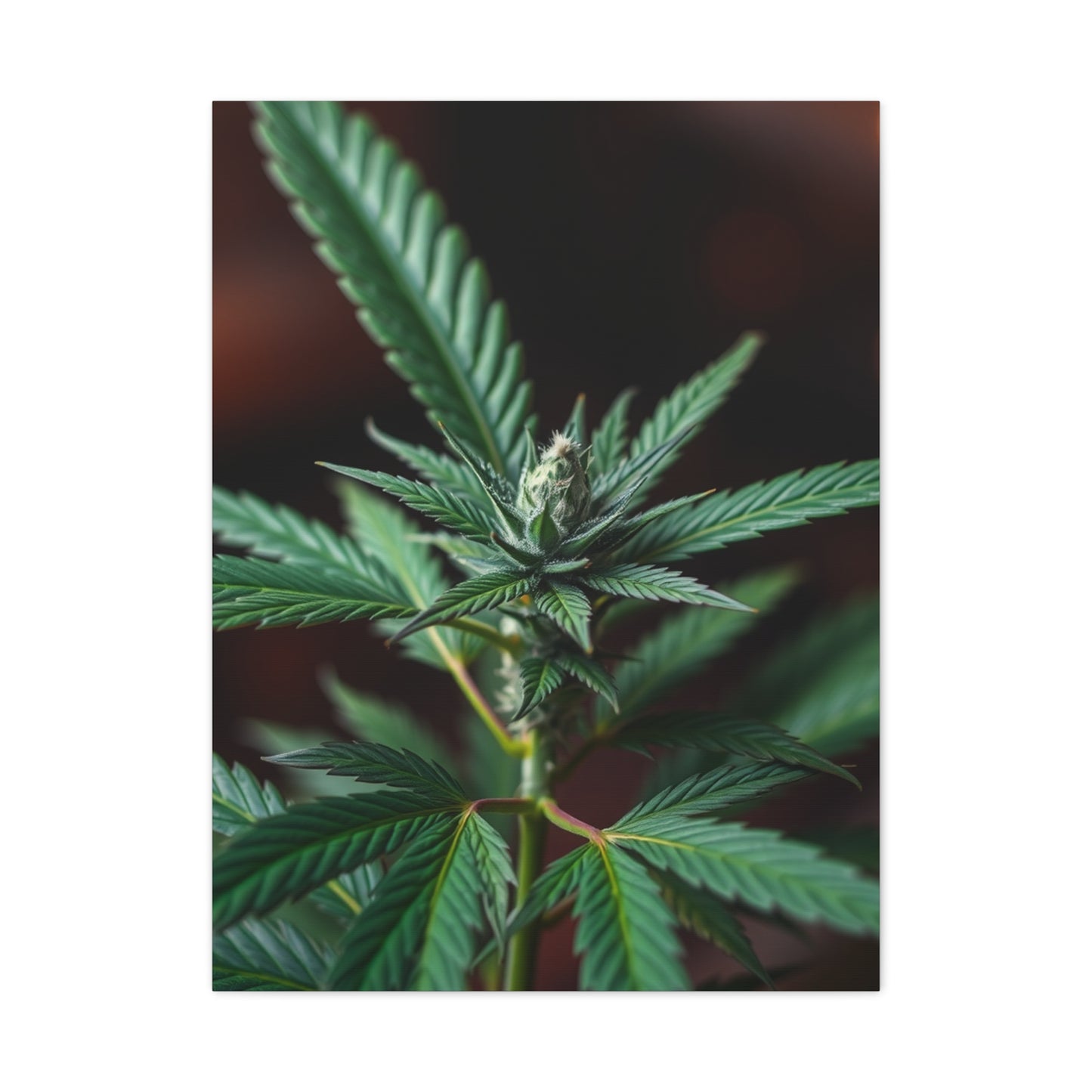 Marijuana Art Premium Canvas 20 Wall Art & Canvas Print