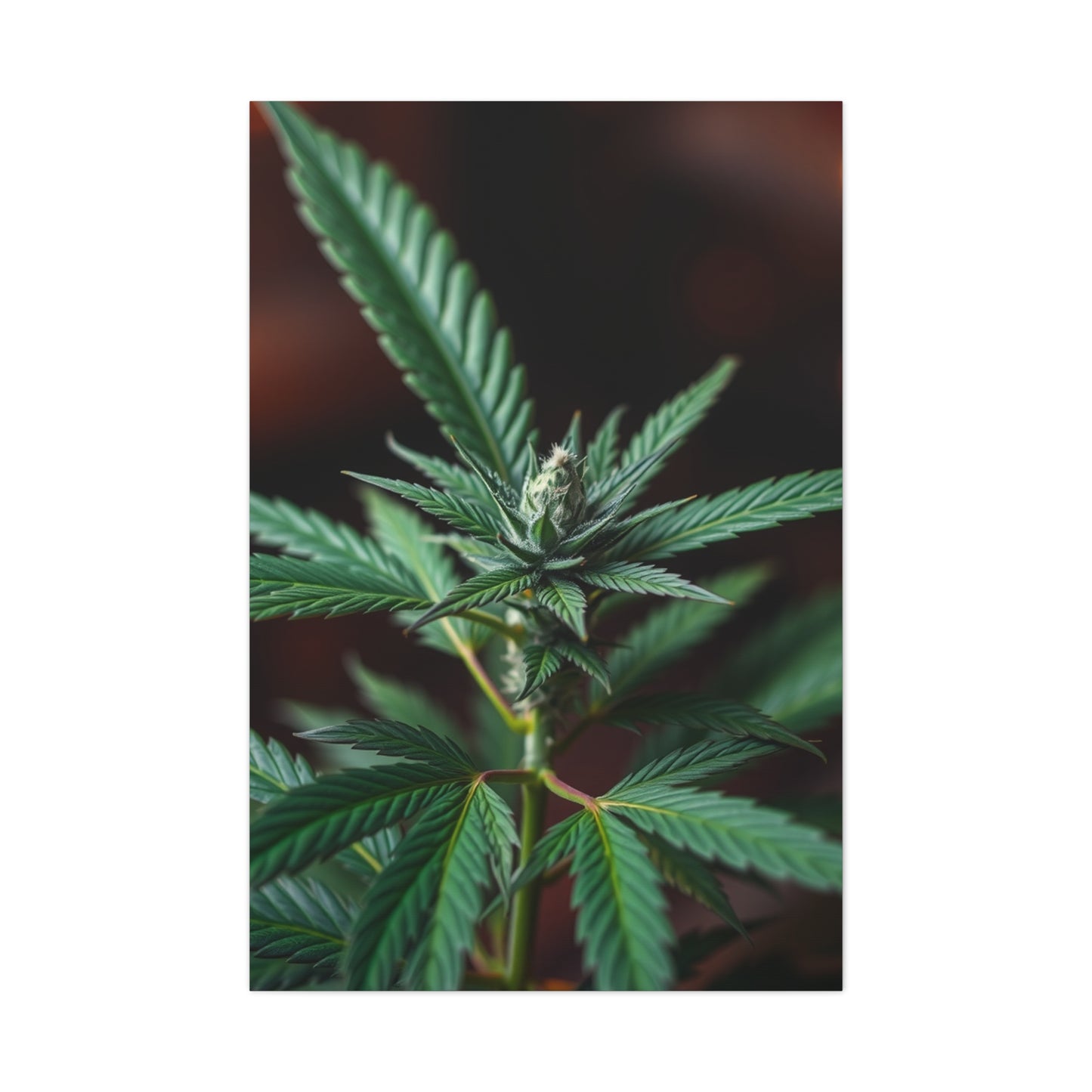 Marijuana Art Premium Canvas 20 Wall Art & Canvas Print