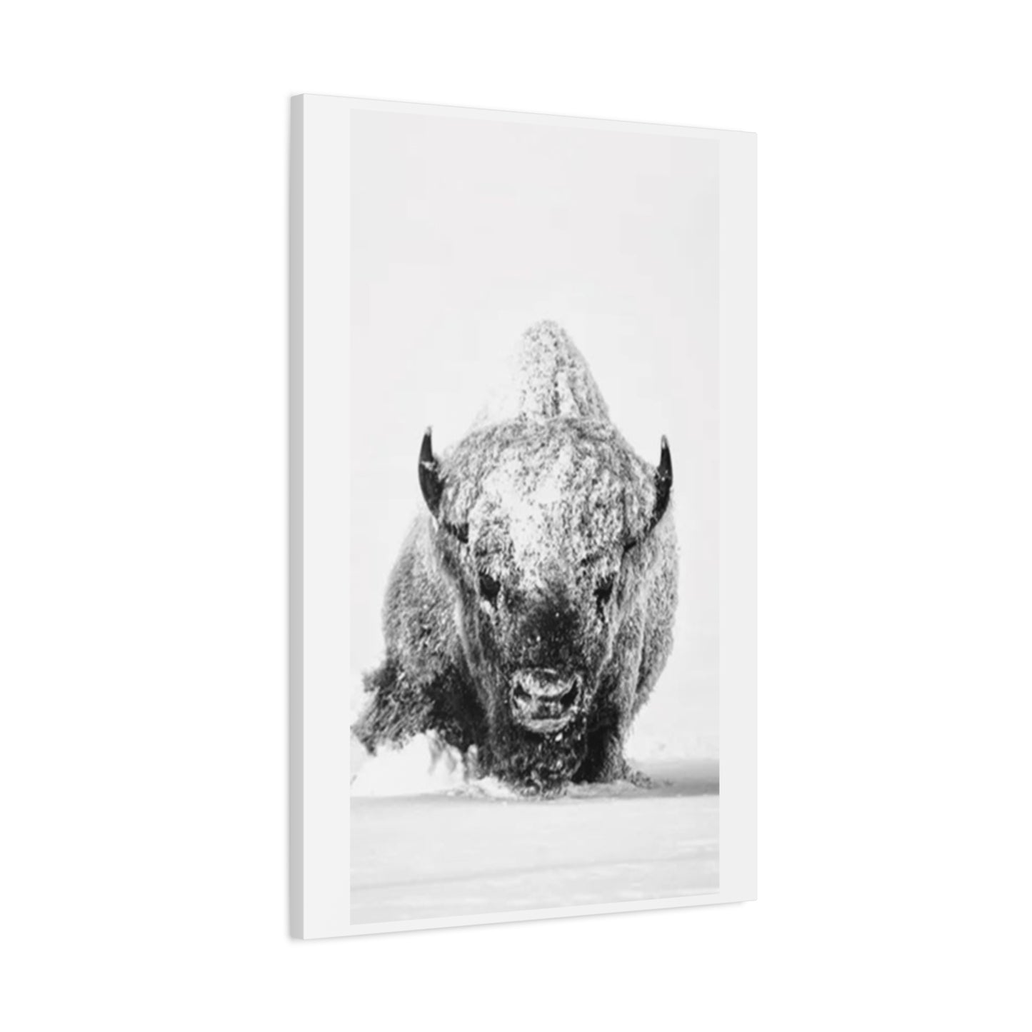 Snowy Bull Wall Art & Canvas Prints