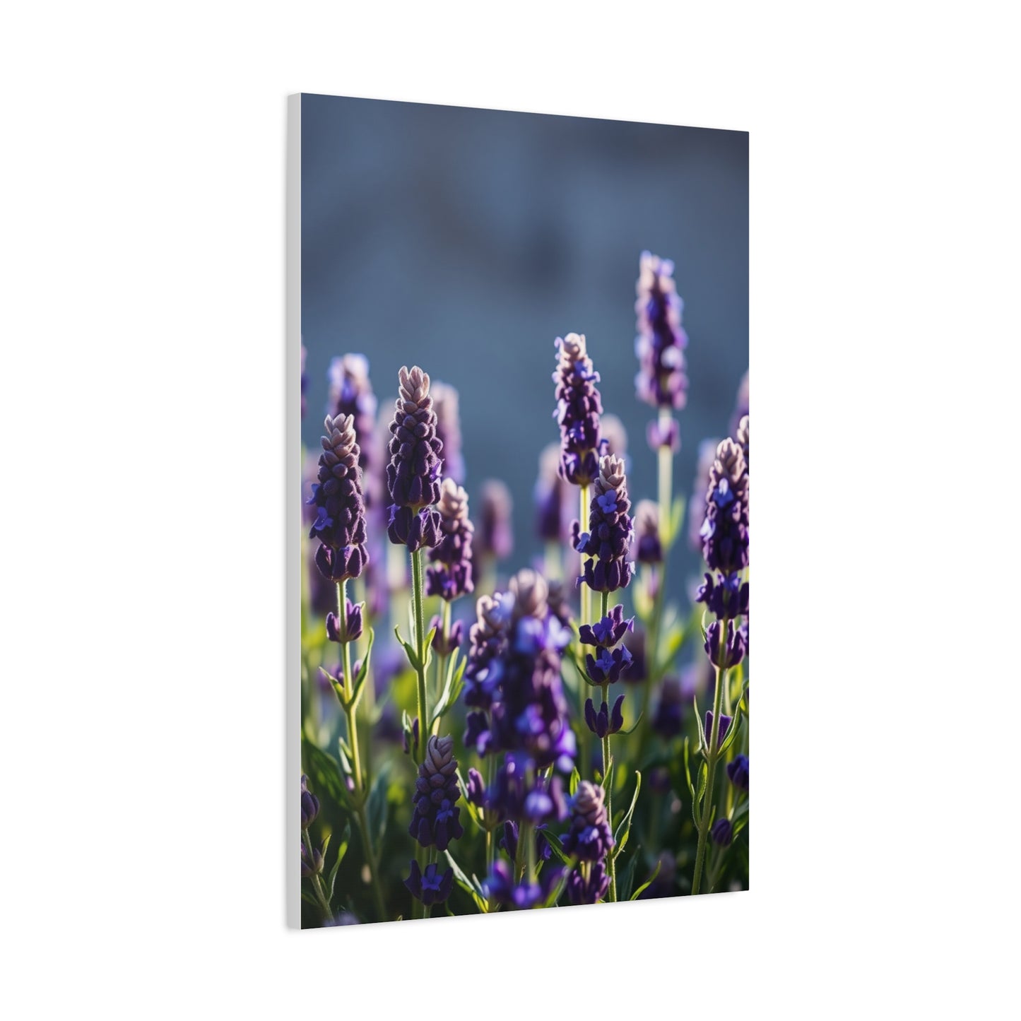 Lavender Herb Art Canvas Art 3 Wall Art & Canvas Print