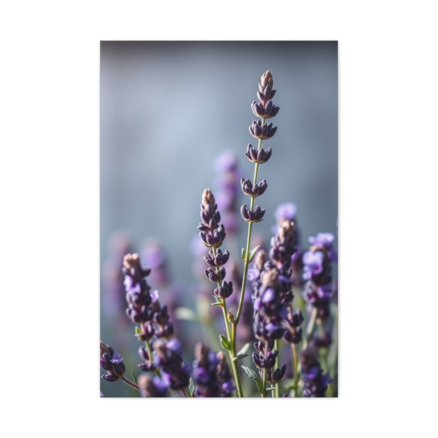 Lavender Herb Art Canvas Art 8 Wall Art & Canvas Print