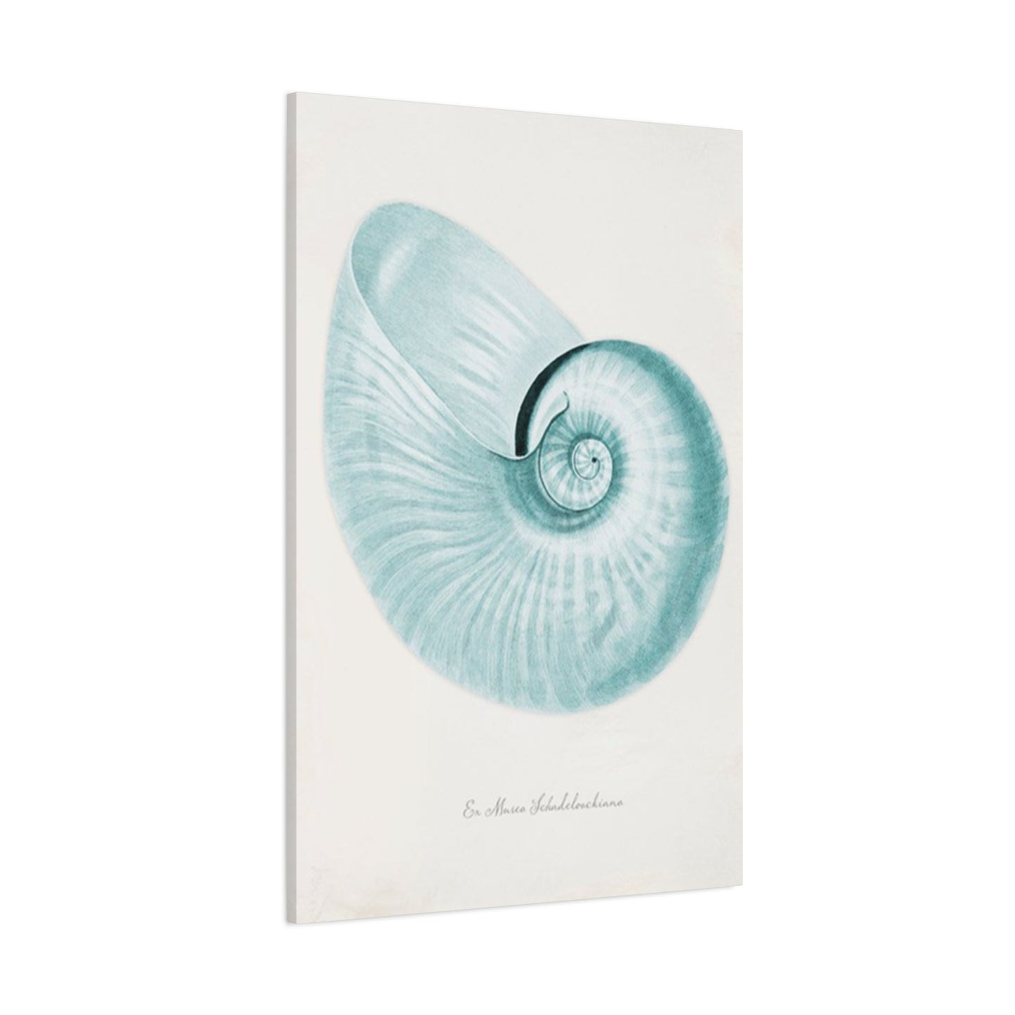 Beautiful Blue Shell Shapes Wall Art & Canvas Prints