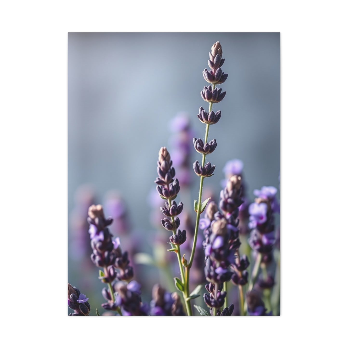 Lavender Herb Art Canvas Art 8 Wall Art & Canvas Print