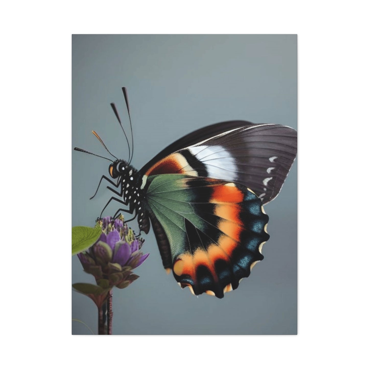 Closeup Butterfly Picture Wall Art & Canvas Prints