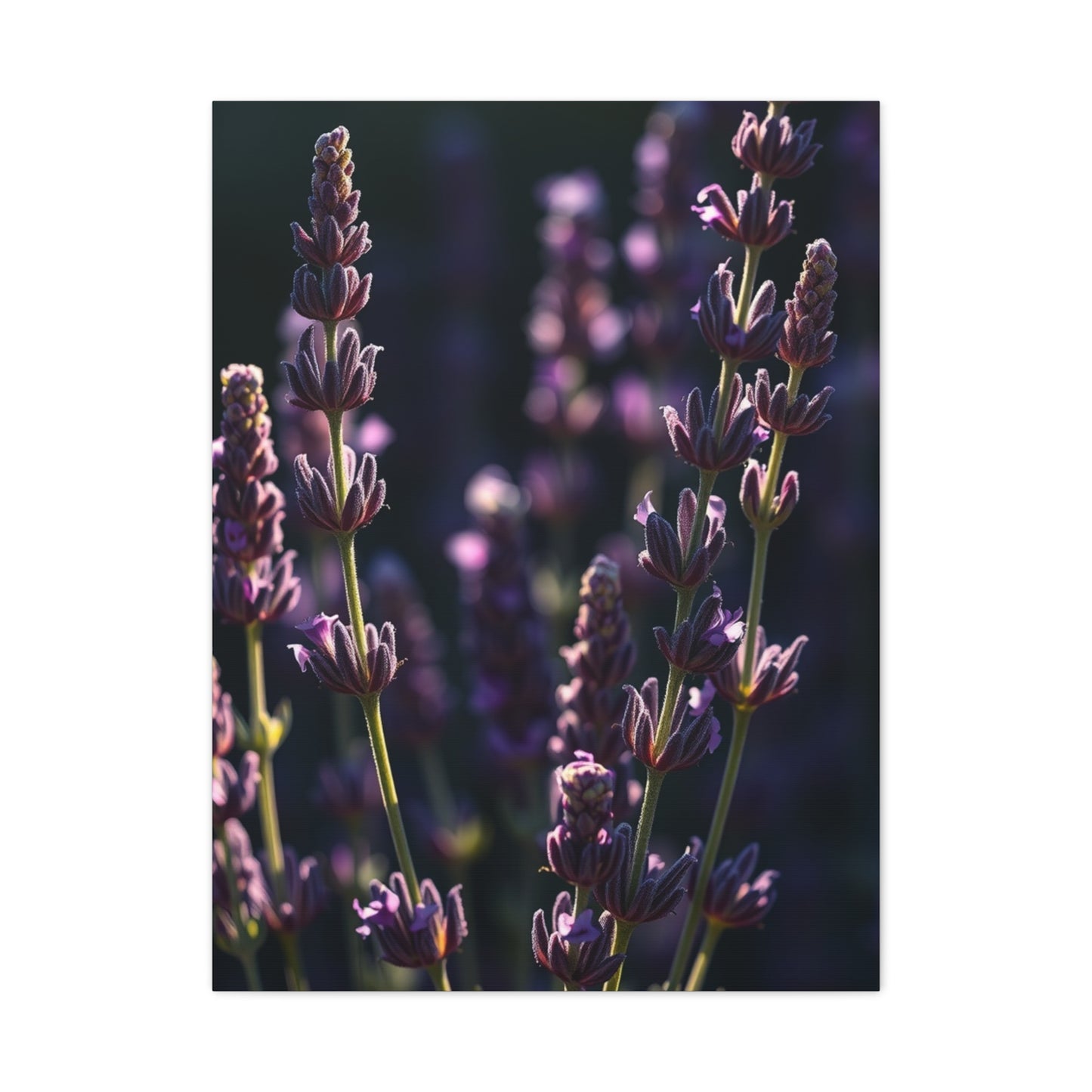 Lavender Herb Art Canvas Art 7 Wall Art & Canvas Print