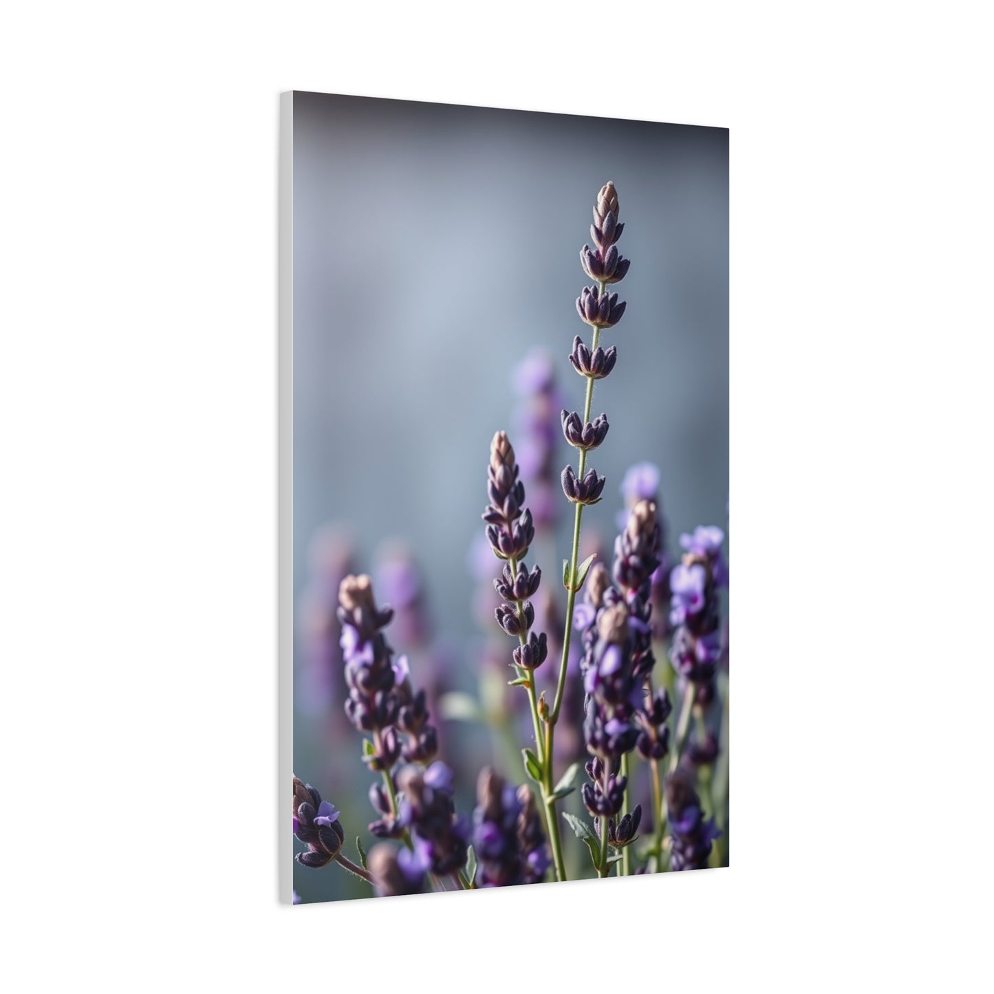 Lavender Herb Art Canvas Art 8 Wall Art & Canvas Print