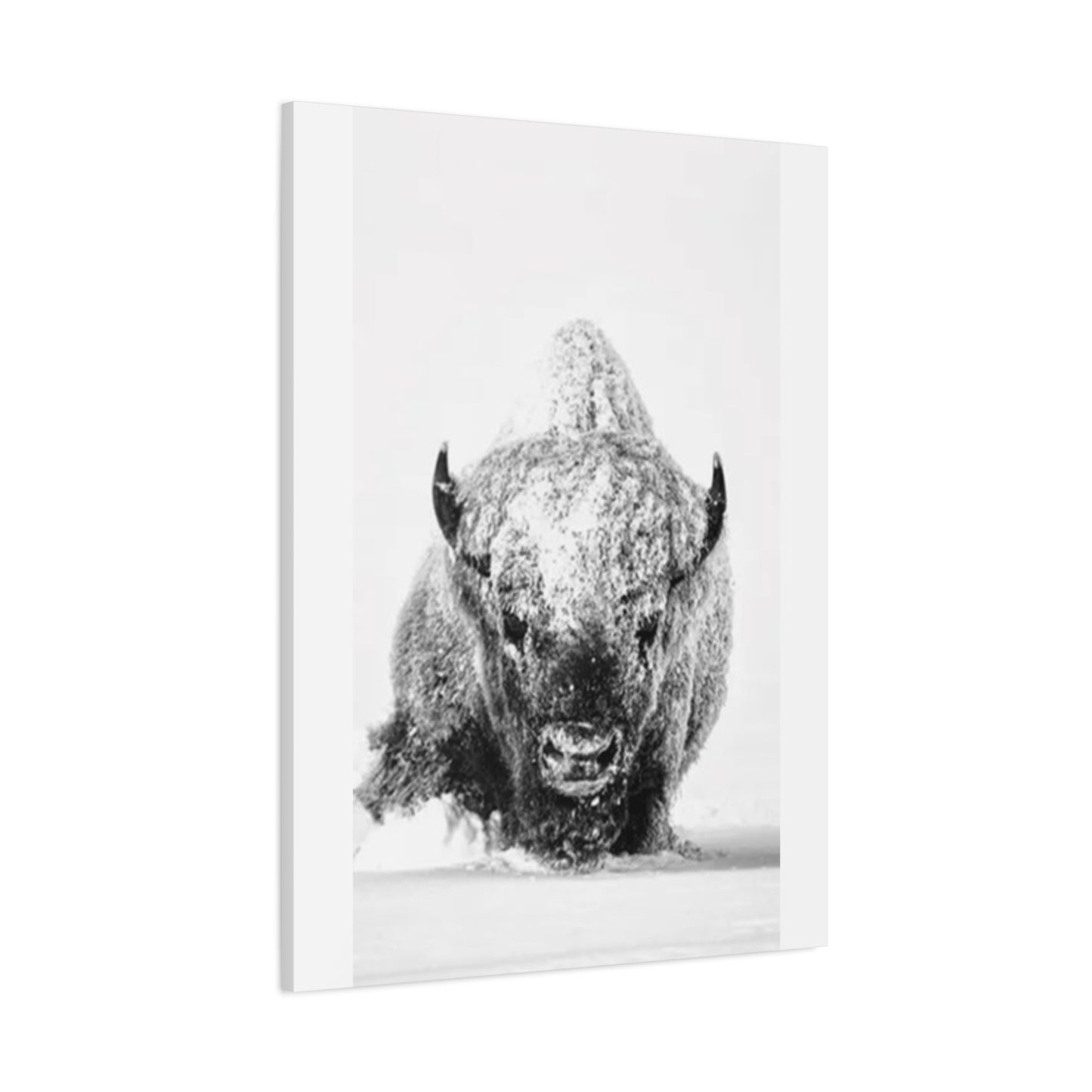 Snowy Bull Wall Art & Canvas Prints