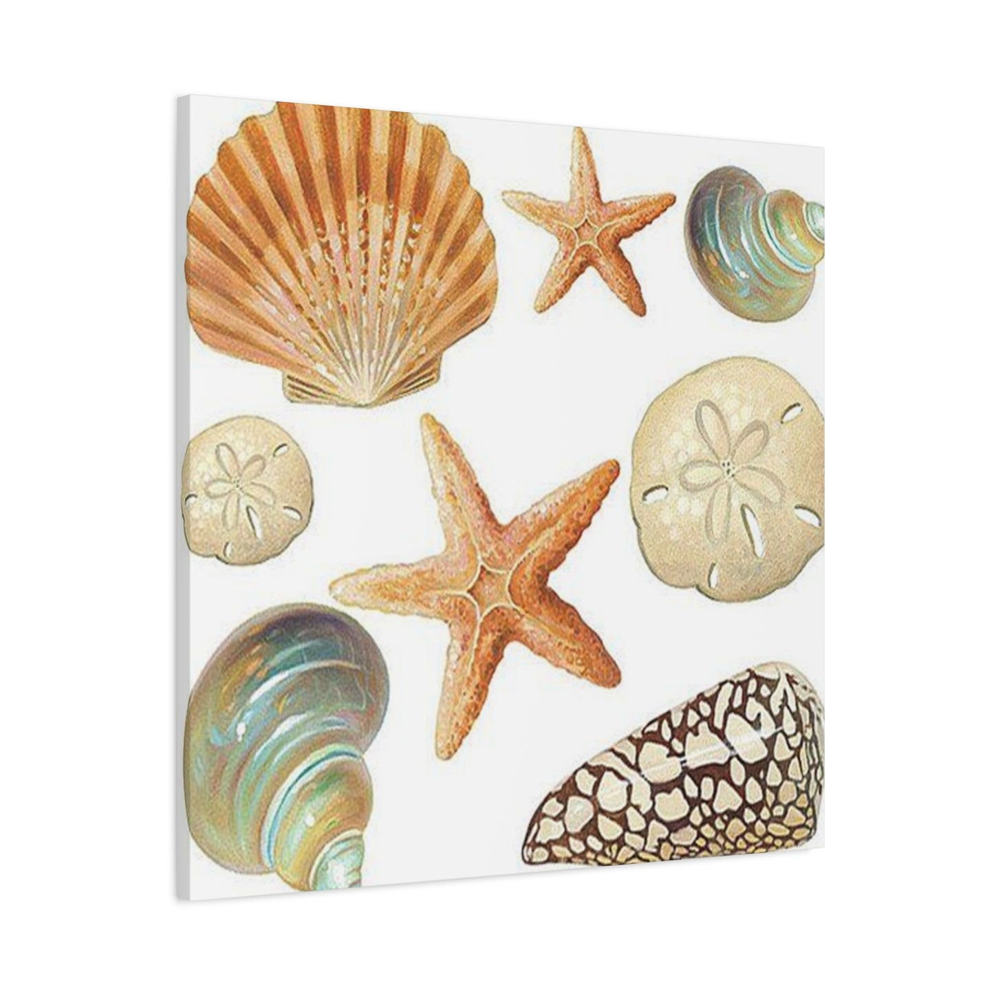 Star Sea Shells Wall Art & Canvas Prints