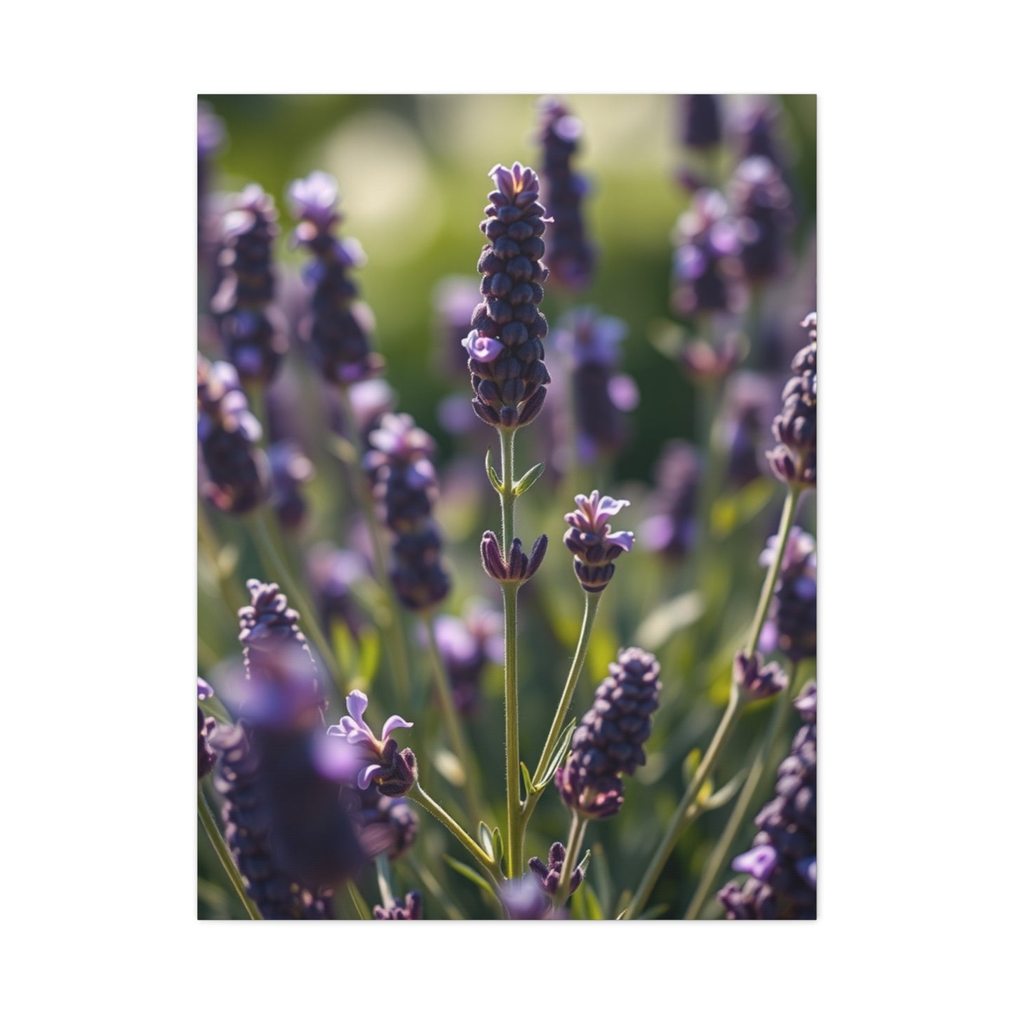 Lavender Herb Art Canvas Art 2 Wall Art & Canvas Print