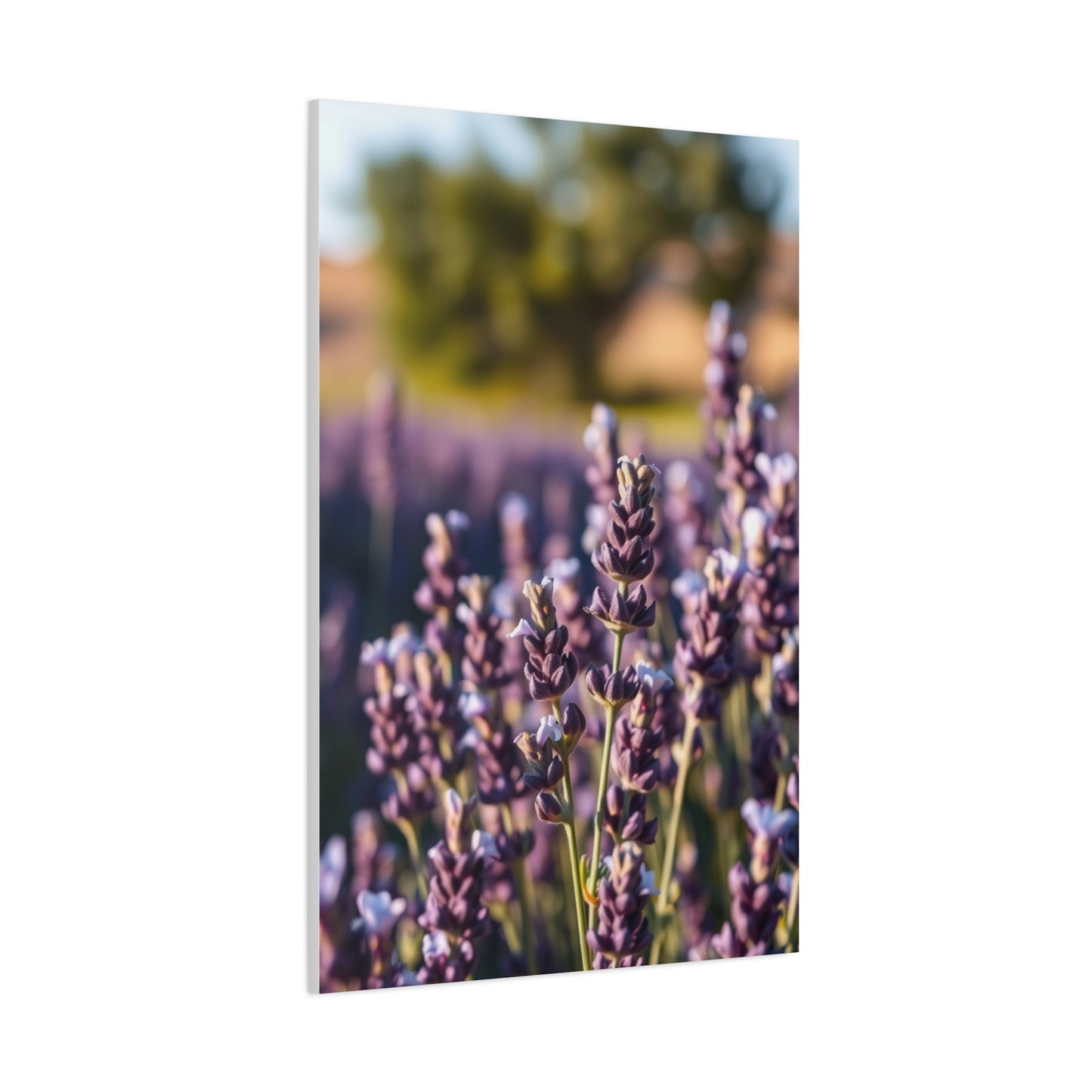 Lavender Herb Art Canvas Art 5 Wall Art & Canvas Print