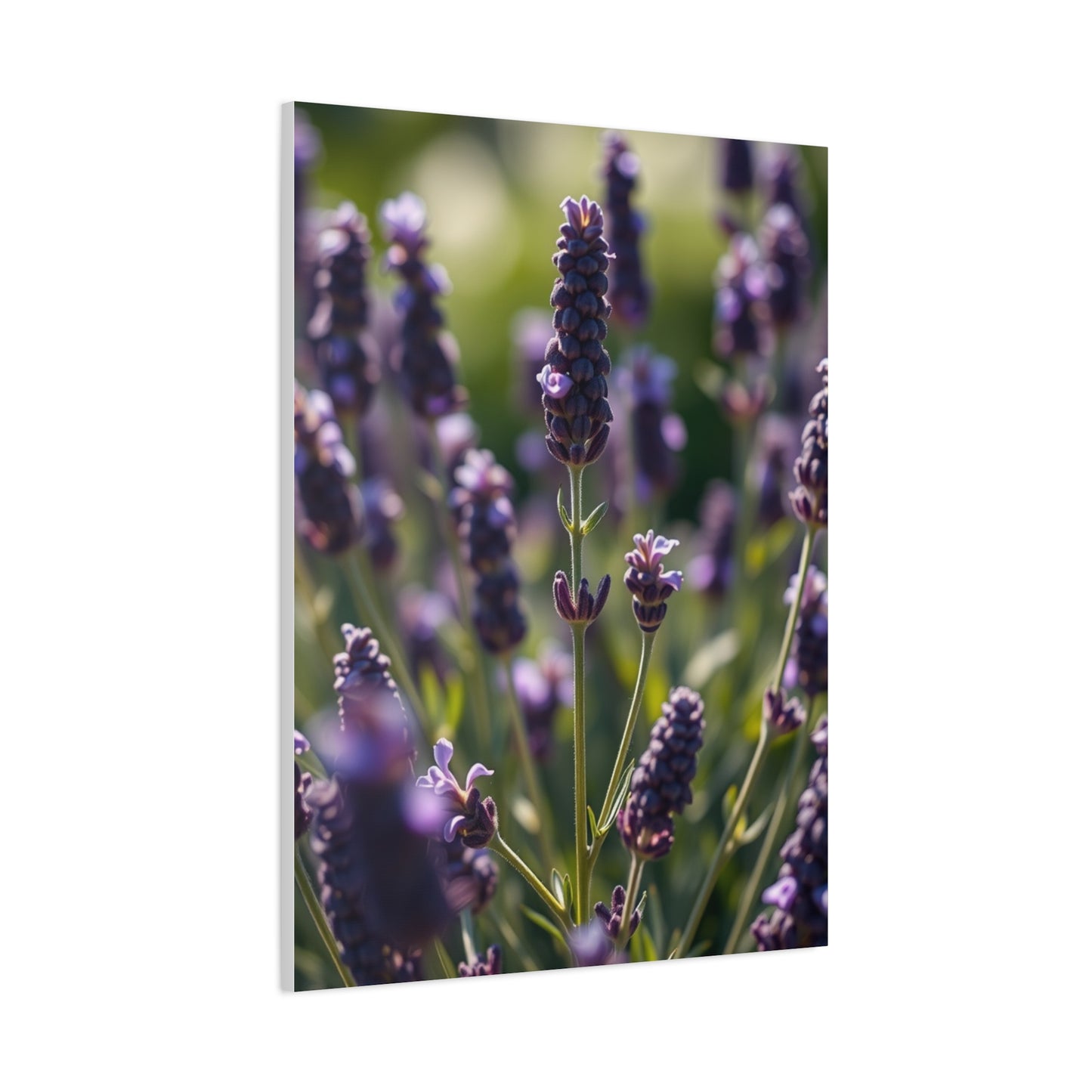 Lavender Herb Art Canvas Art 2 Wall Art & Canvas Print