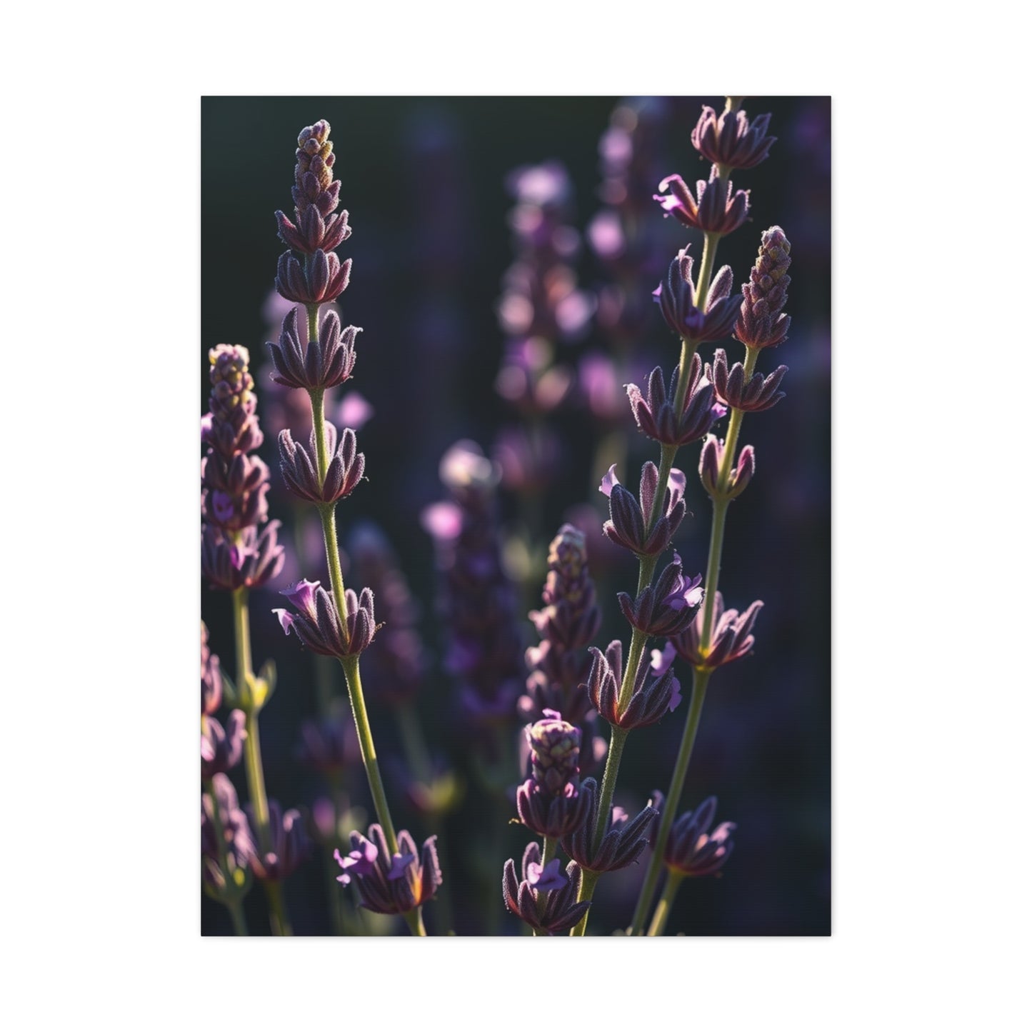 Lavender Herb Art Canvas Art 7 Wall Art & Canvas Print