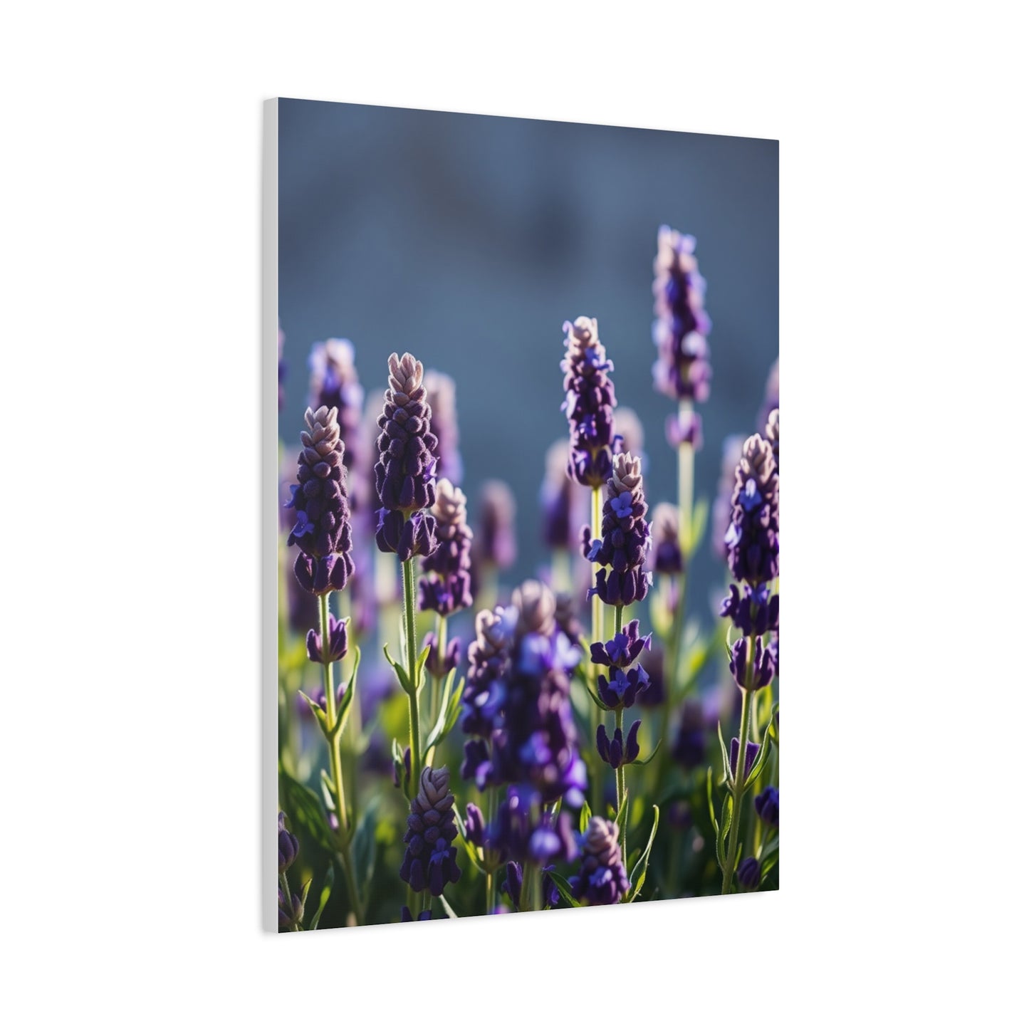 Lavender Herb Art Canvas Art 3 Wall Art & Canvas Print