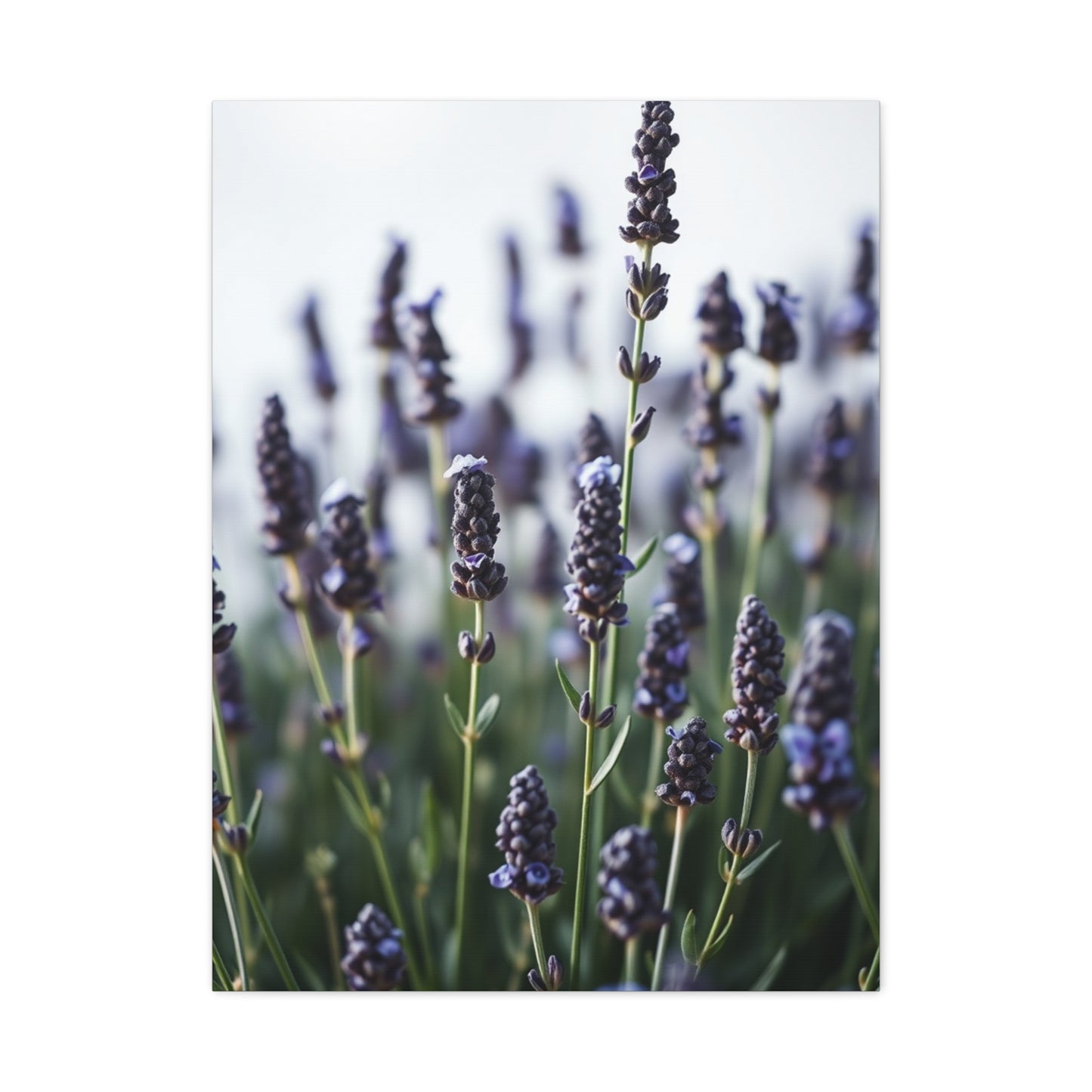 Lavender Herb Art Canvas Art 4 Wall Art & Canvas Print