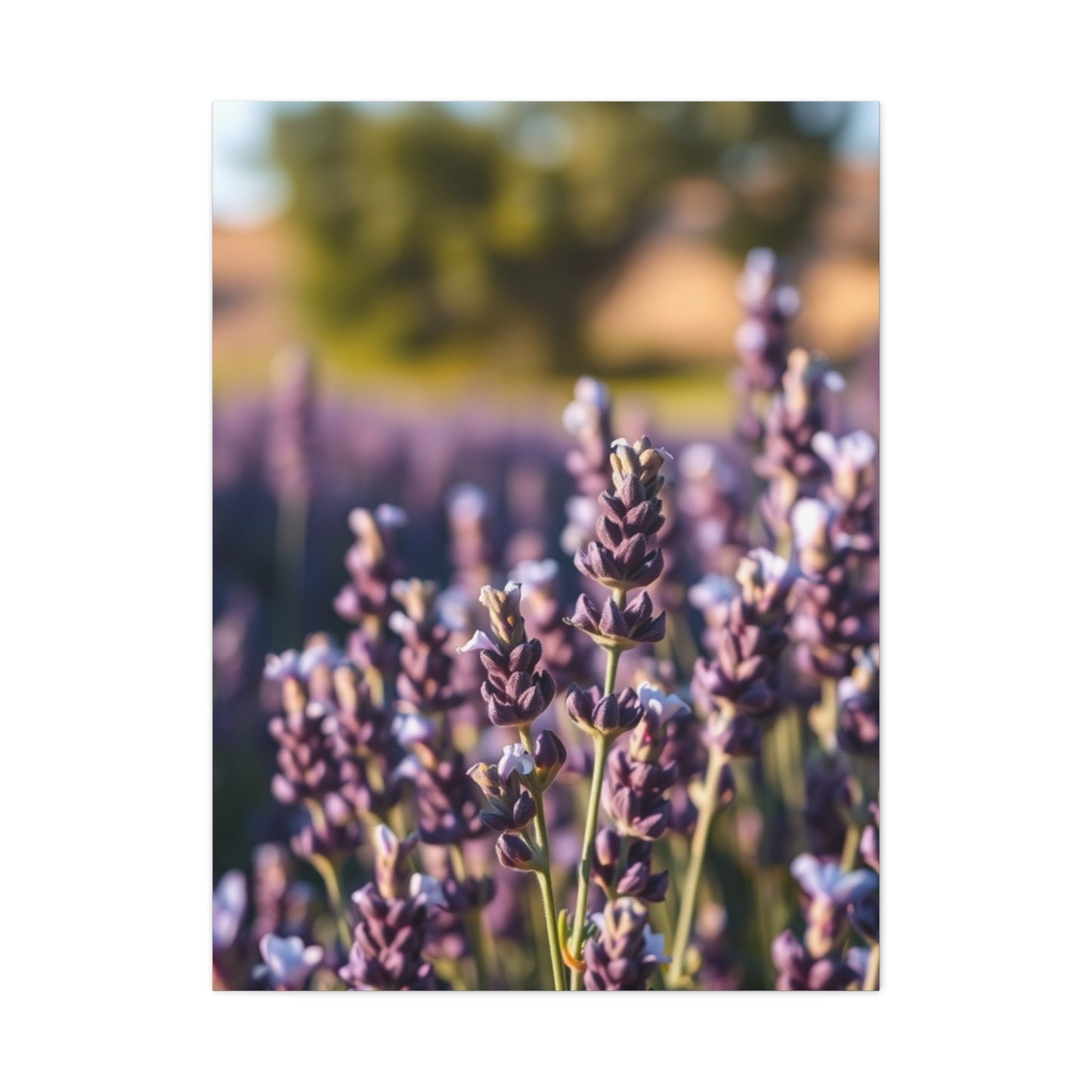 Lavender Herb Art Canvas Art 5 Wall Art & Canvas Print