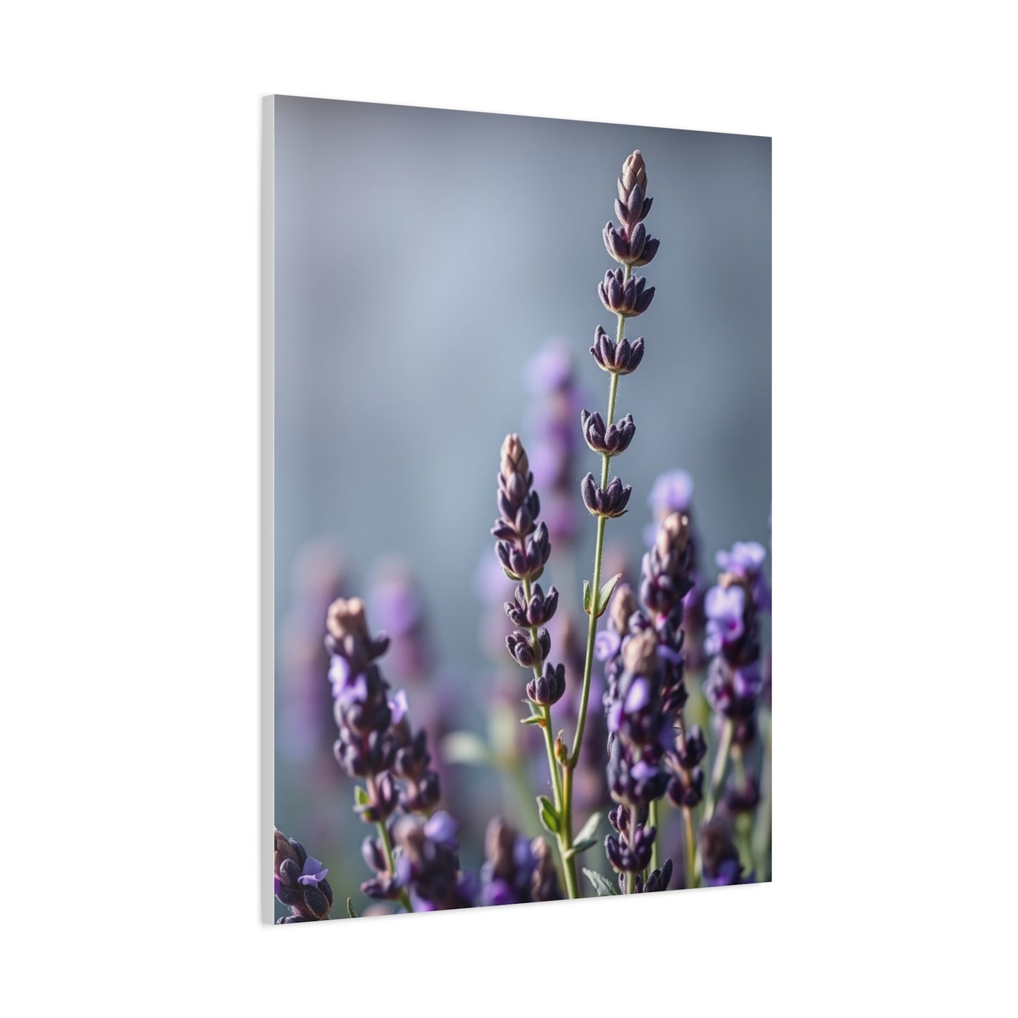 Lavender Herb Art Canvas Art 8 Wall Art & Canvas Print