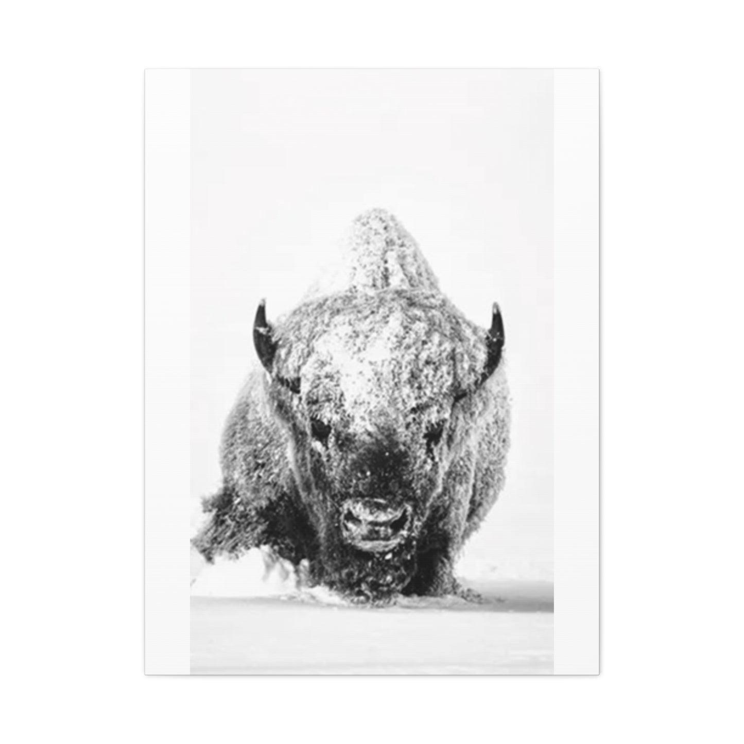 Snowy Bull Wall Art & Canvas Prints