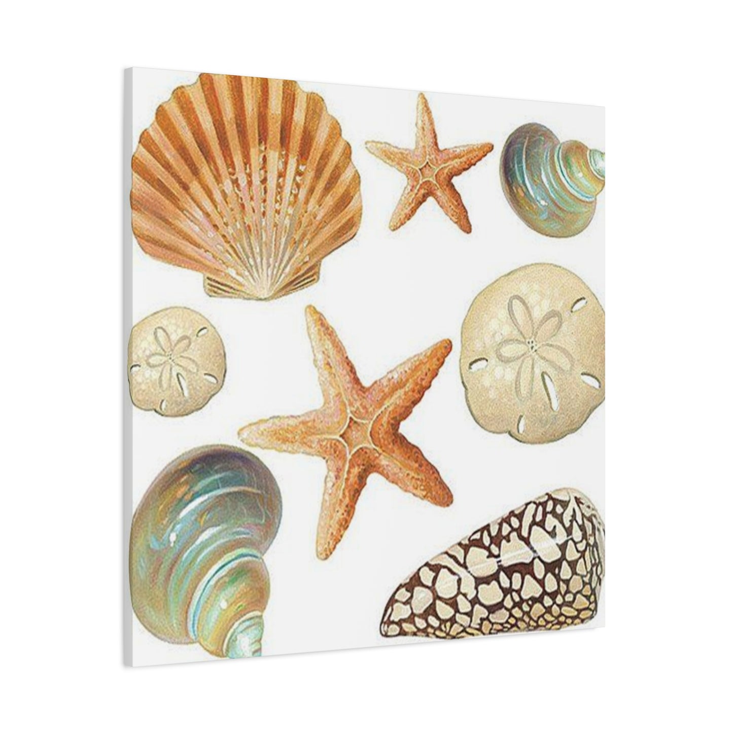 Star Sea Shells Wall Art & Canvas Prints