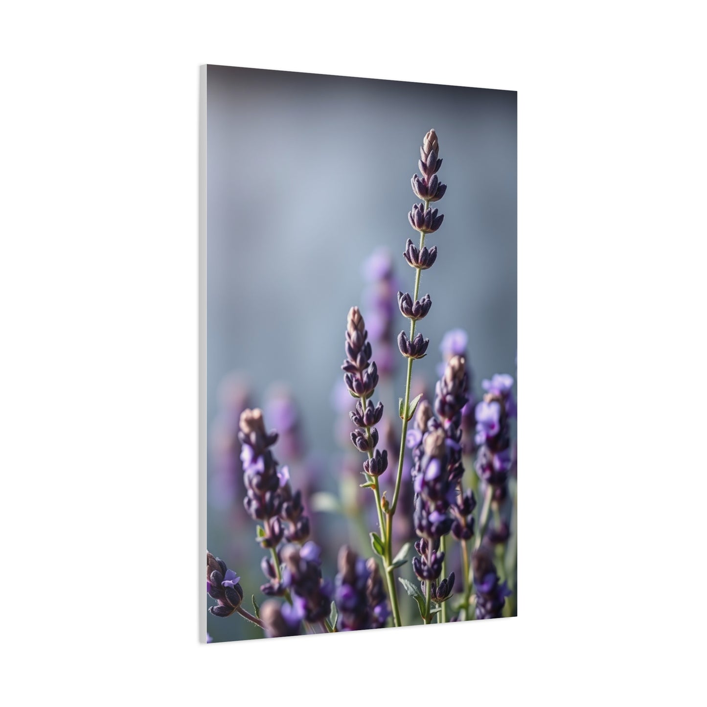 Lavender Herb Art Canvas Art 8 Wall Art & Canvas Print