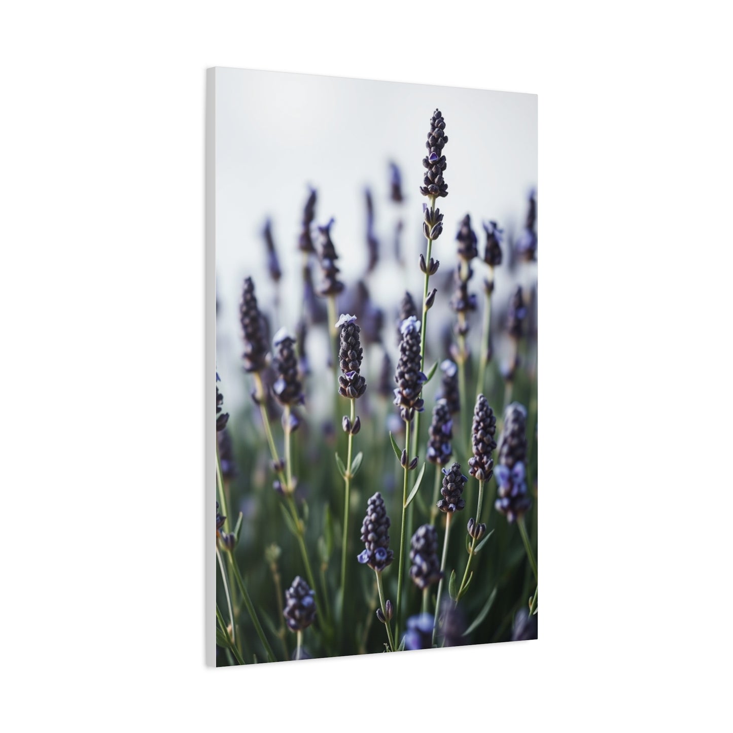 Lavender Herb Art Canvas Art 4 Wall Art & Canvas Print