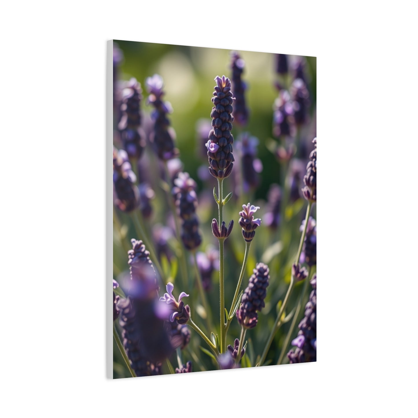 Lavender Herb Art Canvas Art 2 Wall Art & Canvas Print