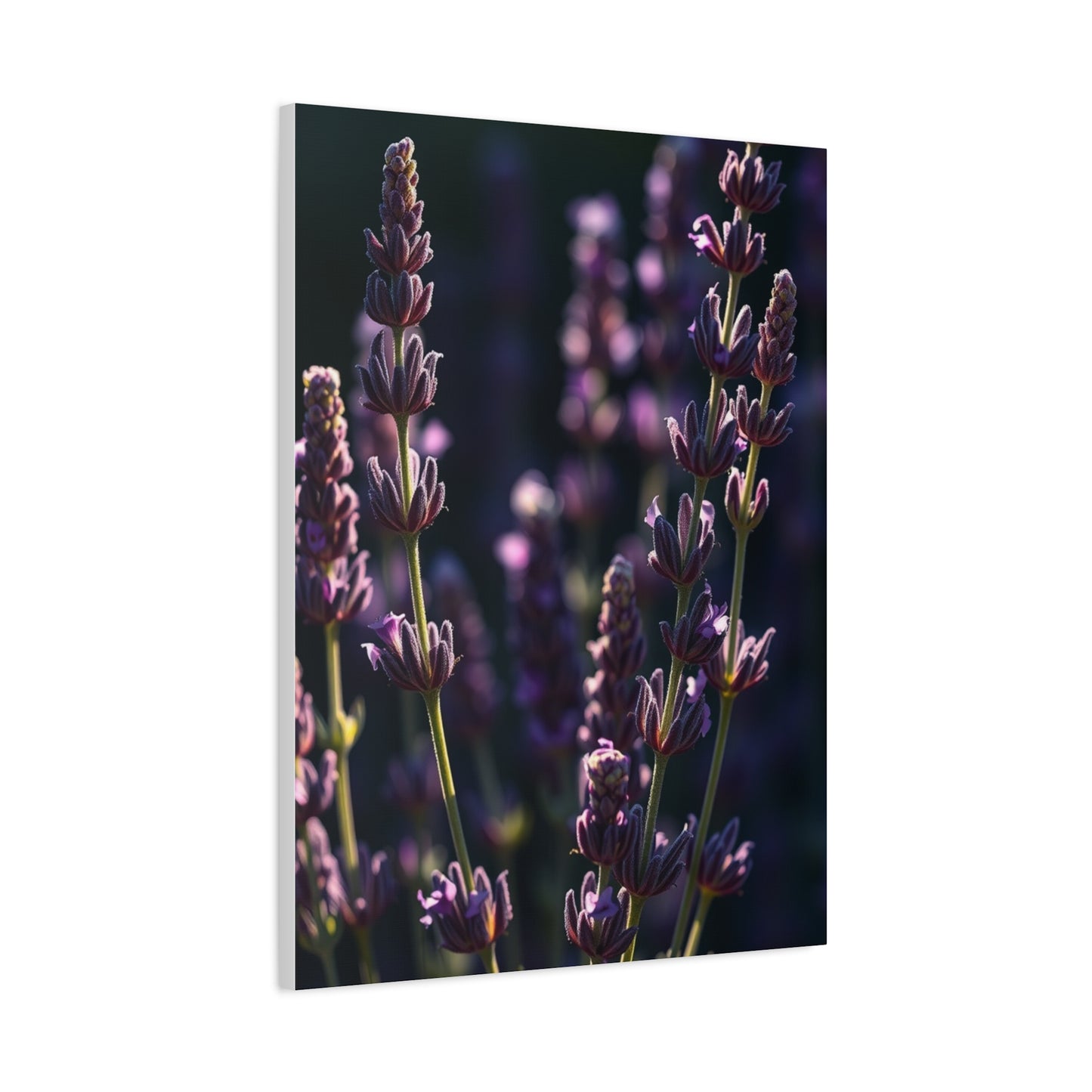Lavender Herb Art Canvas Art 7 Wall Art & Canvas Print