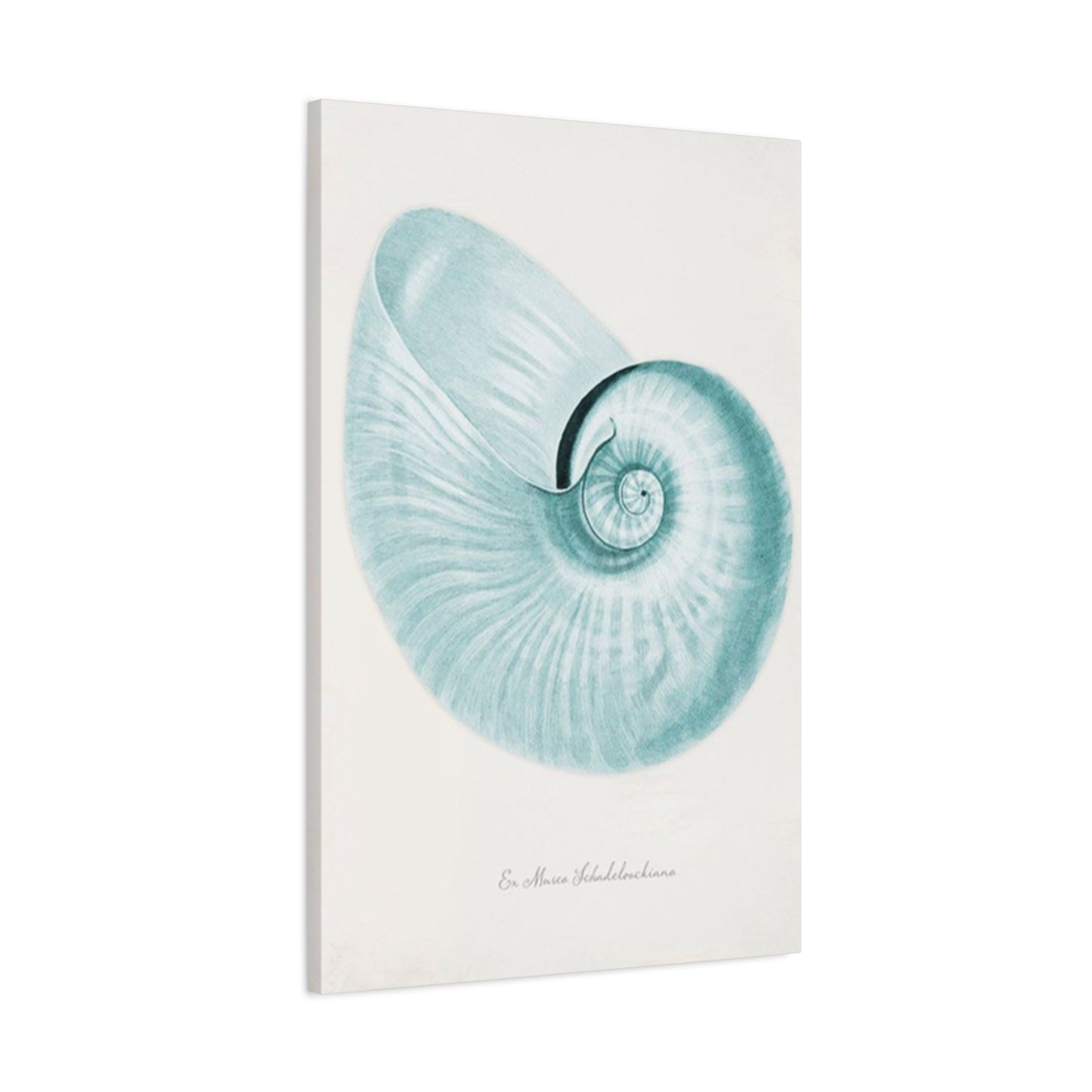 Beautiful Blue Shell Shapes Wall Art & Canvas Prints