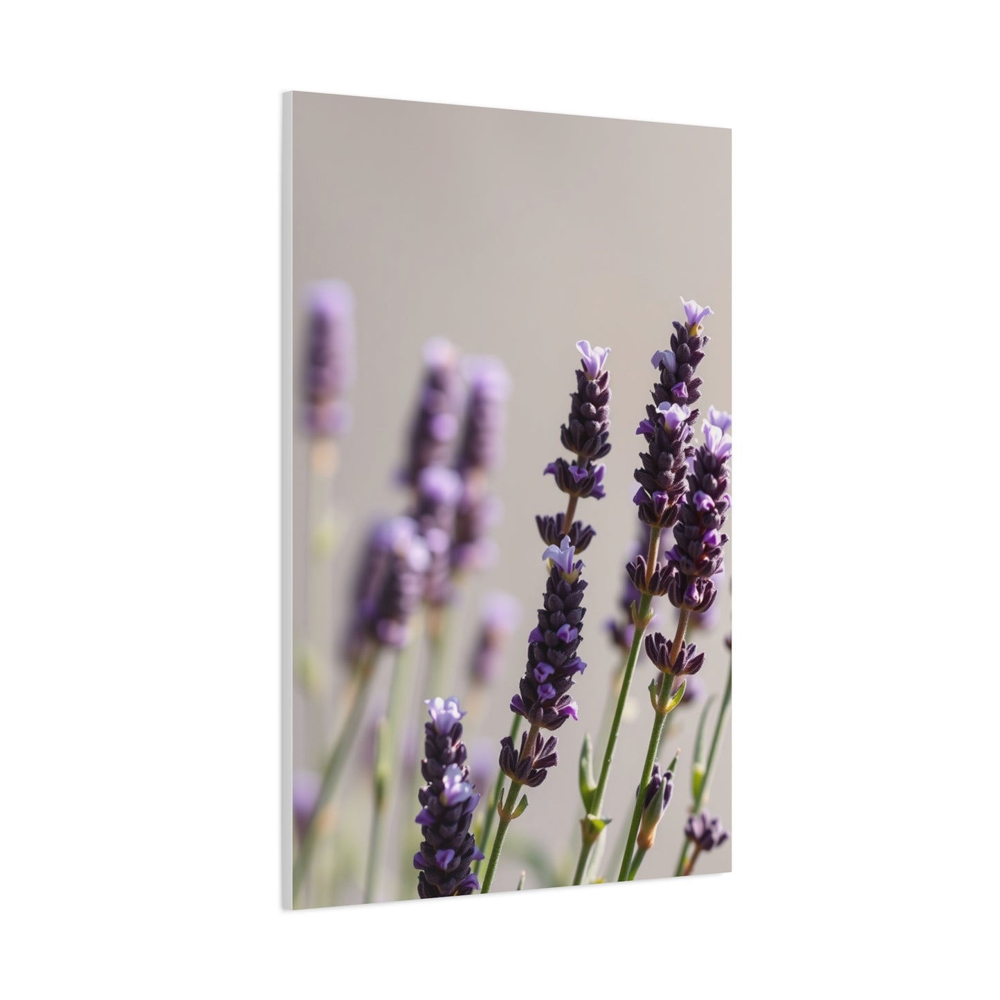 Lavender Herb Art Canvas Art 1 Wall Art & Canvas Print