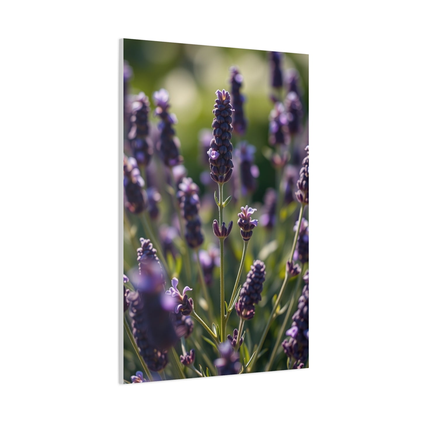 Lavender Herb Art Canvas Art 2 Wall Art & Canvas Print