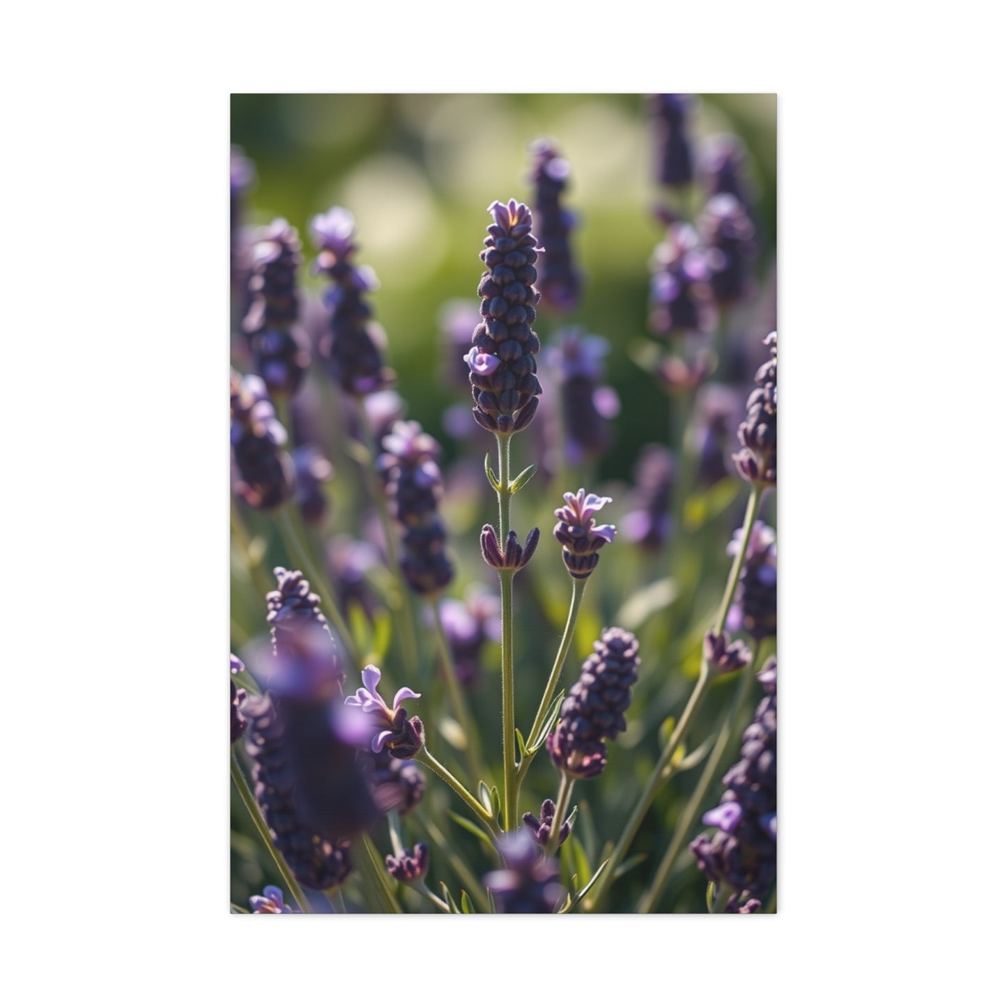 Lavender Herb Art Canvas Art 2 Wall Art & Canvas Print