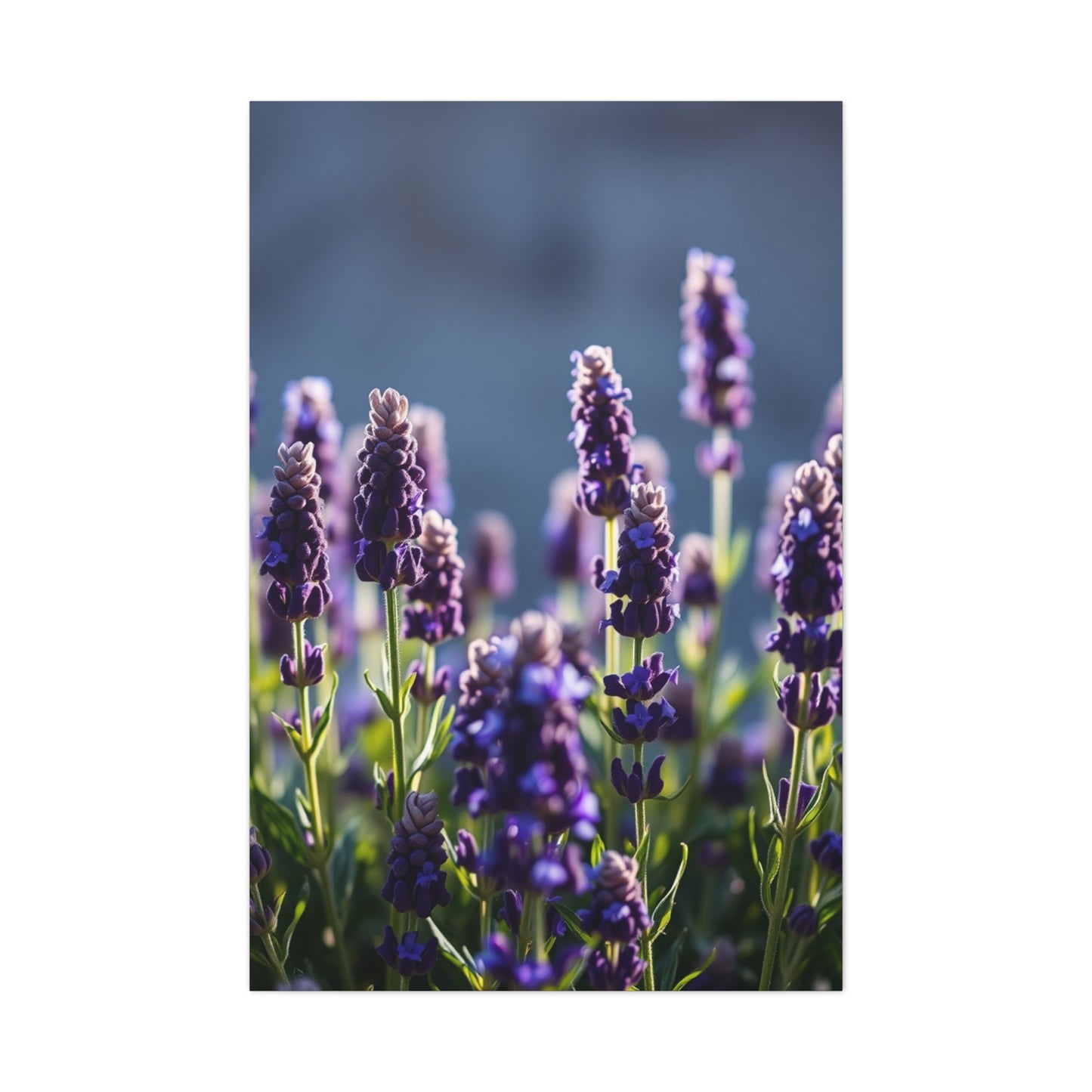 Lavender Herb Art Canvas Art 3 Wall Art & Canvas Print