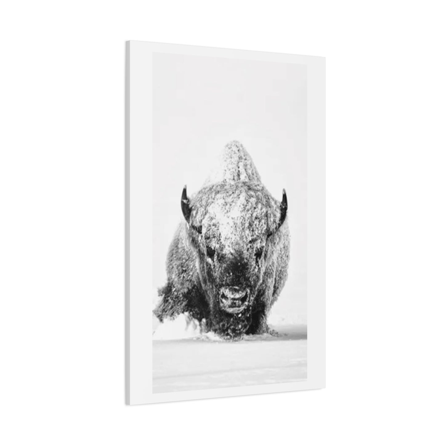 Snowy Bull Wall Art & Canvas Prints