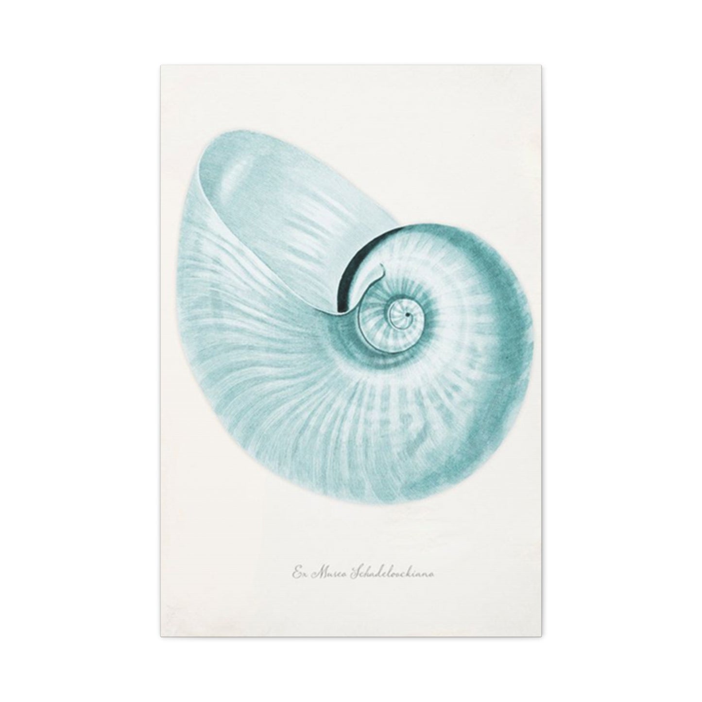 Beautiful Blue Shell Shapes Wall Art & Canvas Prints