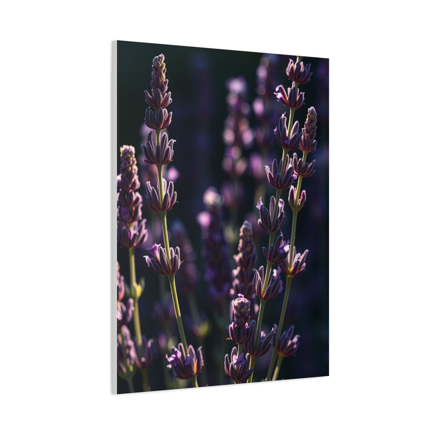 Lavender Herb Art Canvas Art 7 Wall Art & Canvas Print