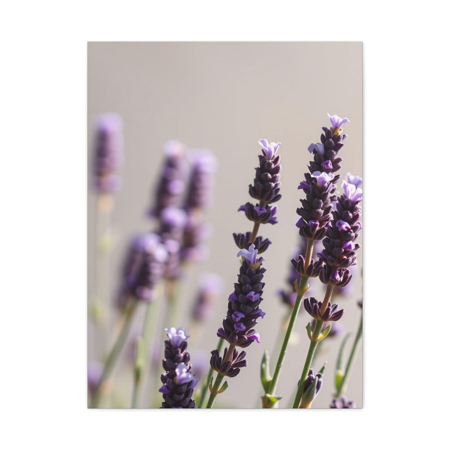 Lavender Herb Art Canvas Art 1 Wall Art & Canvas Print