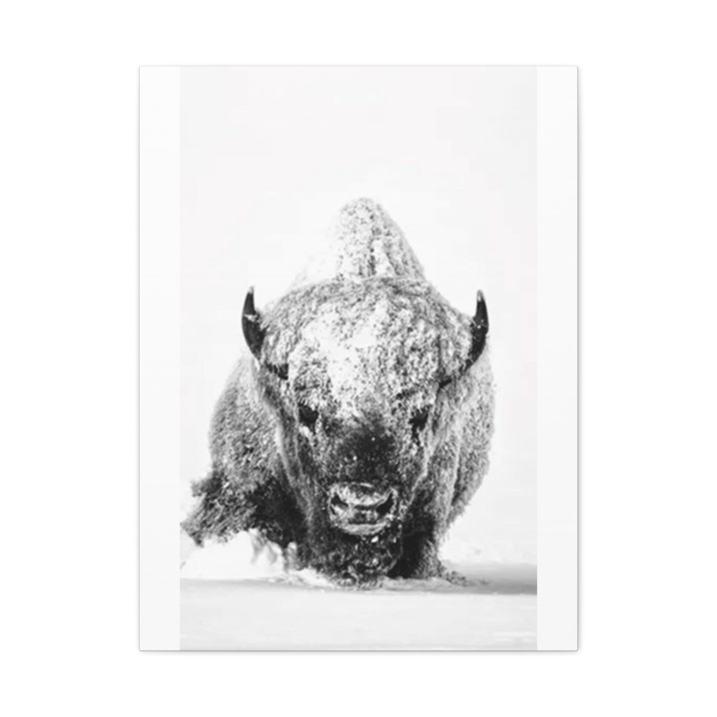 Snowy Bull Wall Art & Canvas Prints