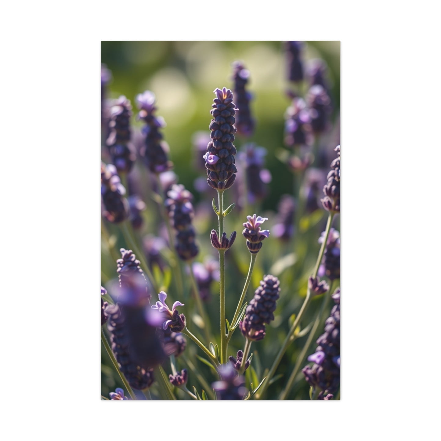 Lavender Herb Art Canvas Art 2 Wall Art & Canvas Print