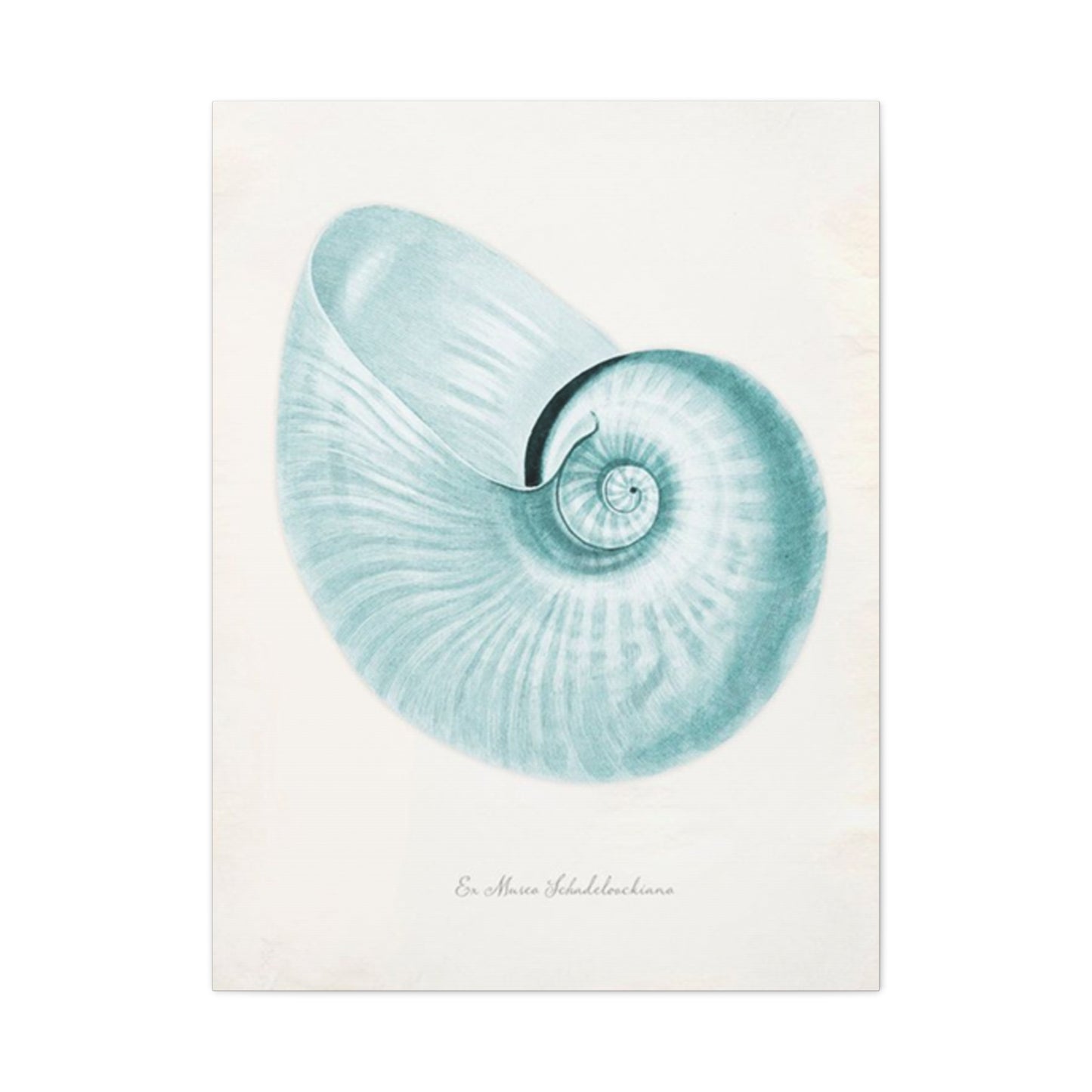 Beautiful Blue Shell Shapes Wall Art & Canvas Prints
