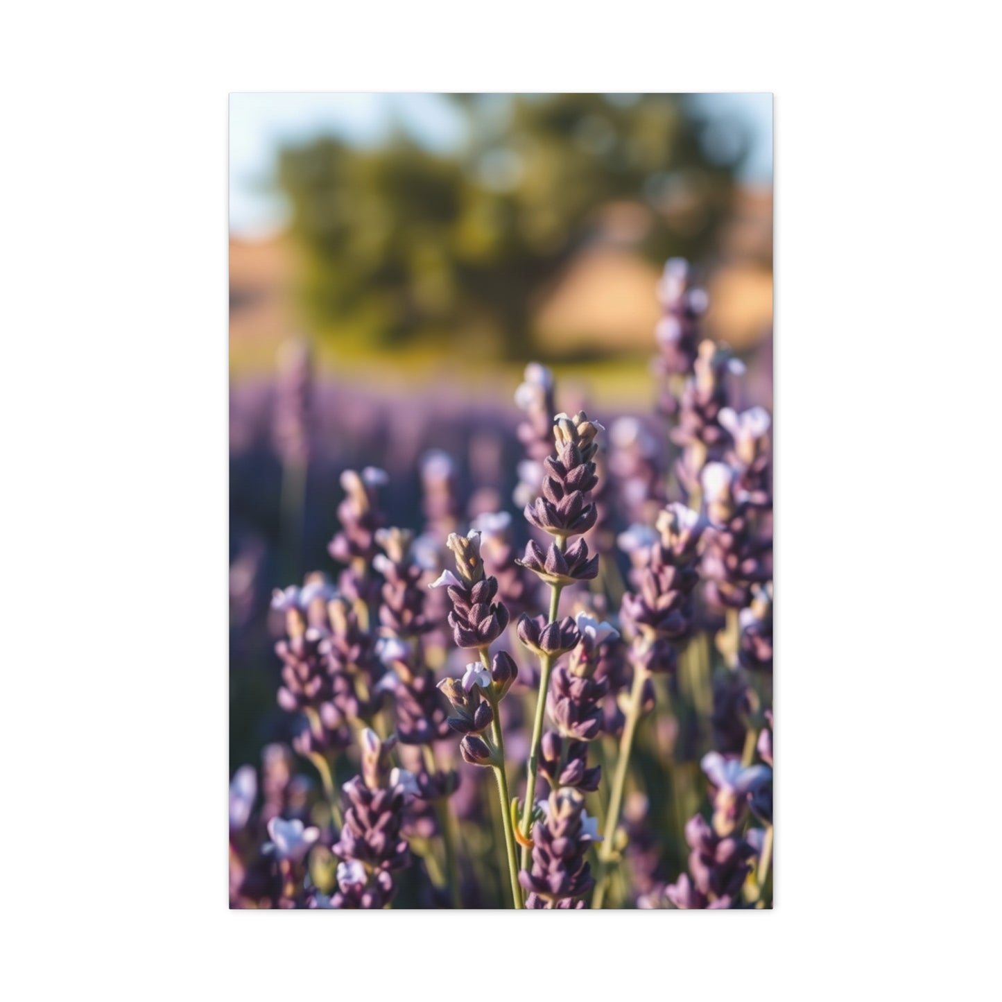 Lavender Herb Art Canvas Art 5 Wall Art & Canvas Print