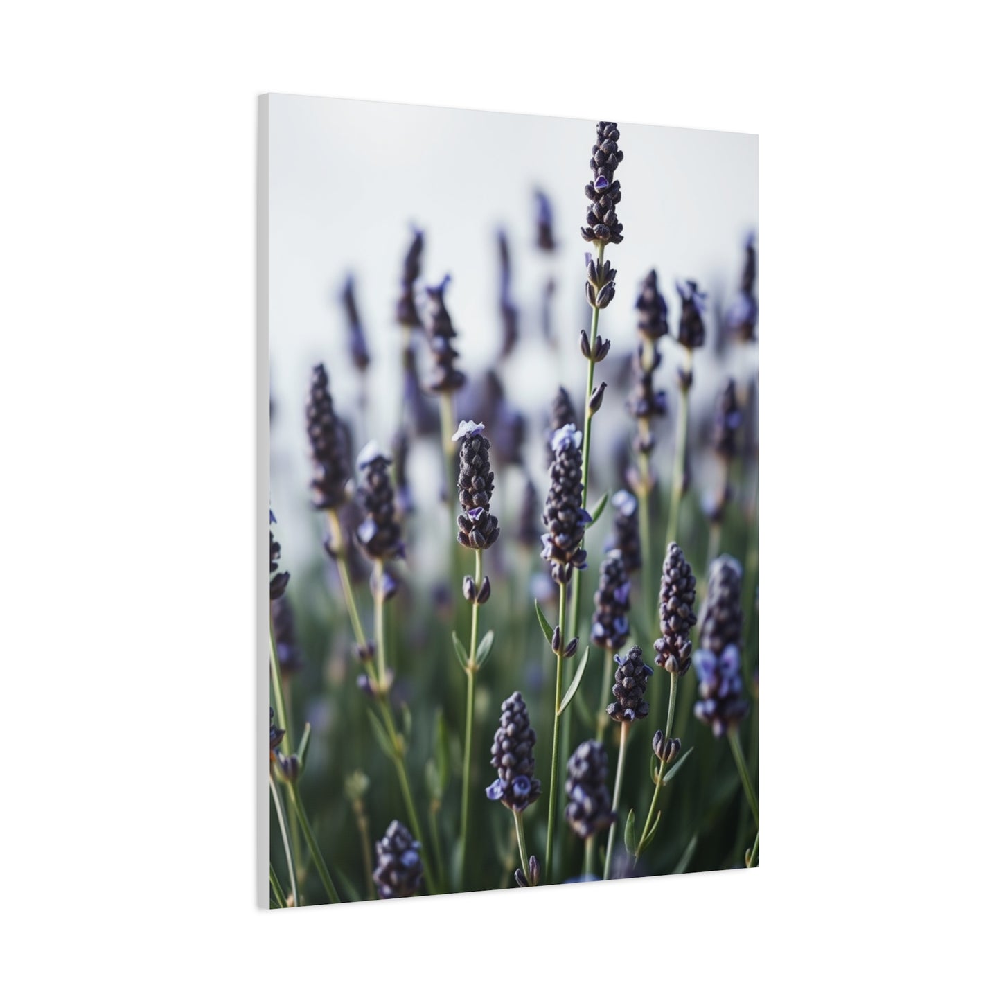 Lavender Herb Art Canvas Art 4 Wall Art & Canvas Print