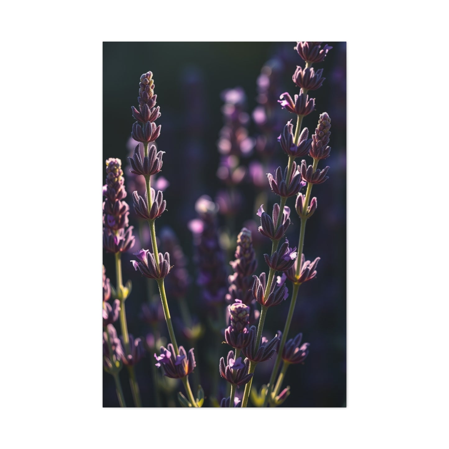 Lavender Herb Art Canvas Art 7 Wall Art & Canvas Print