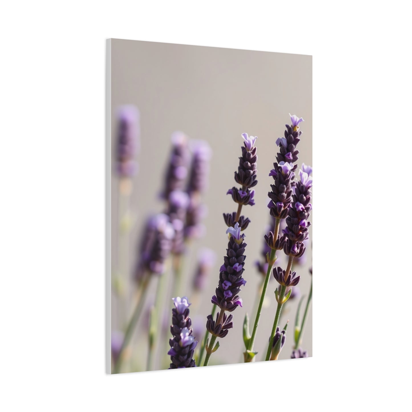 Lavender Herb Art Canvas Art 1 Wall Art & Canvas Print