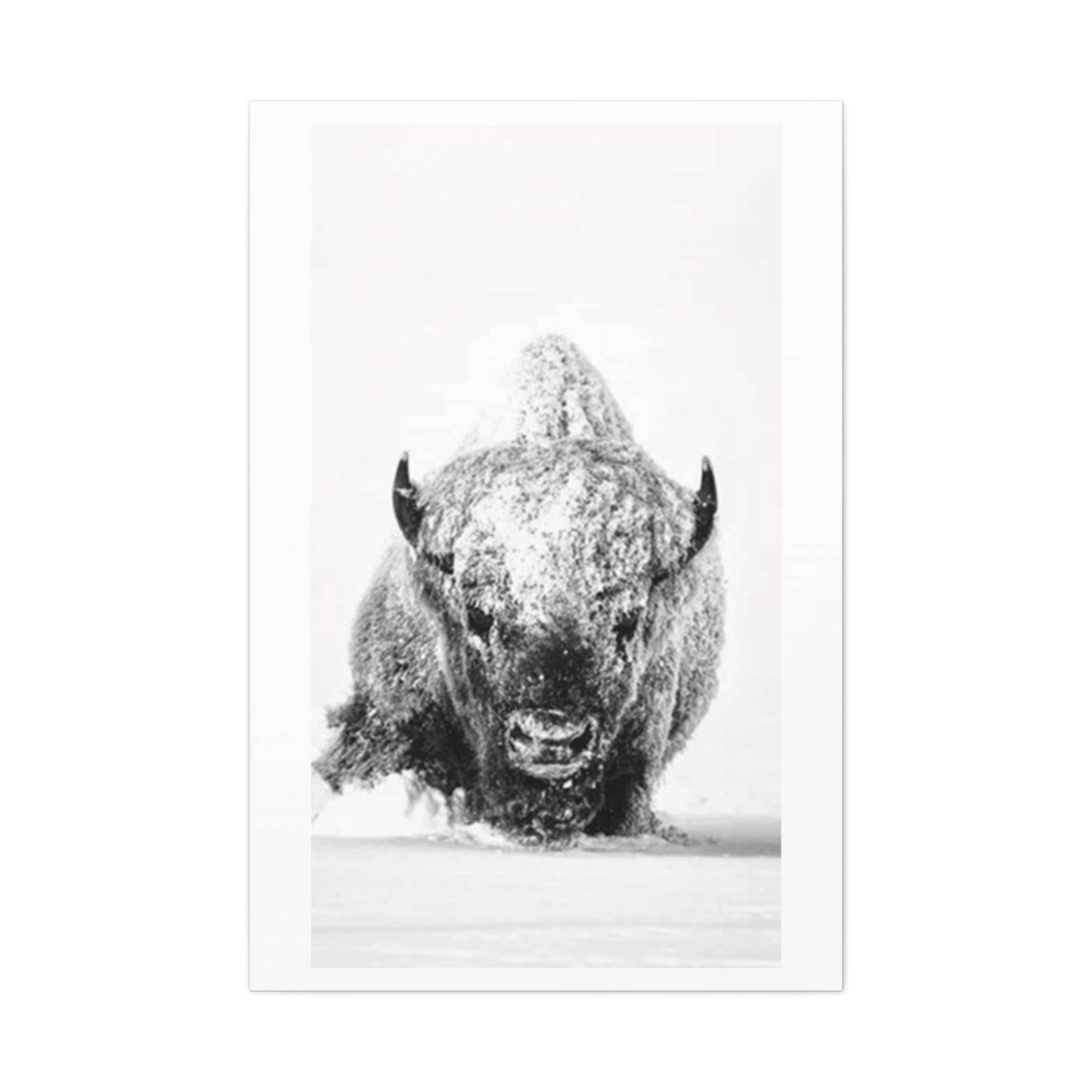 Snowy Bull Wall Art & Canvas Prints
