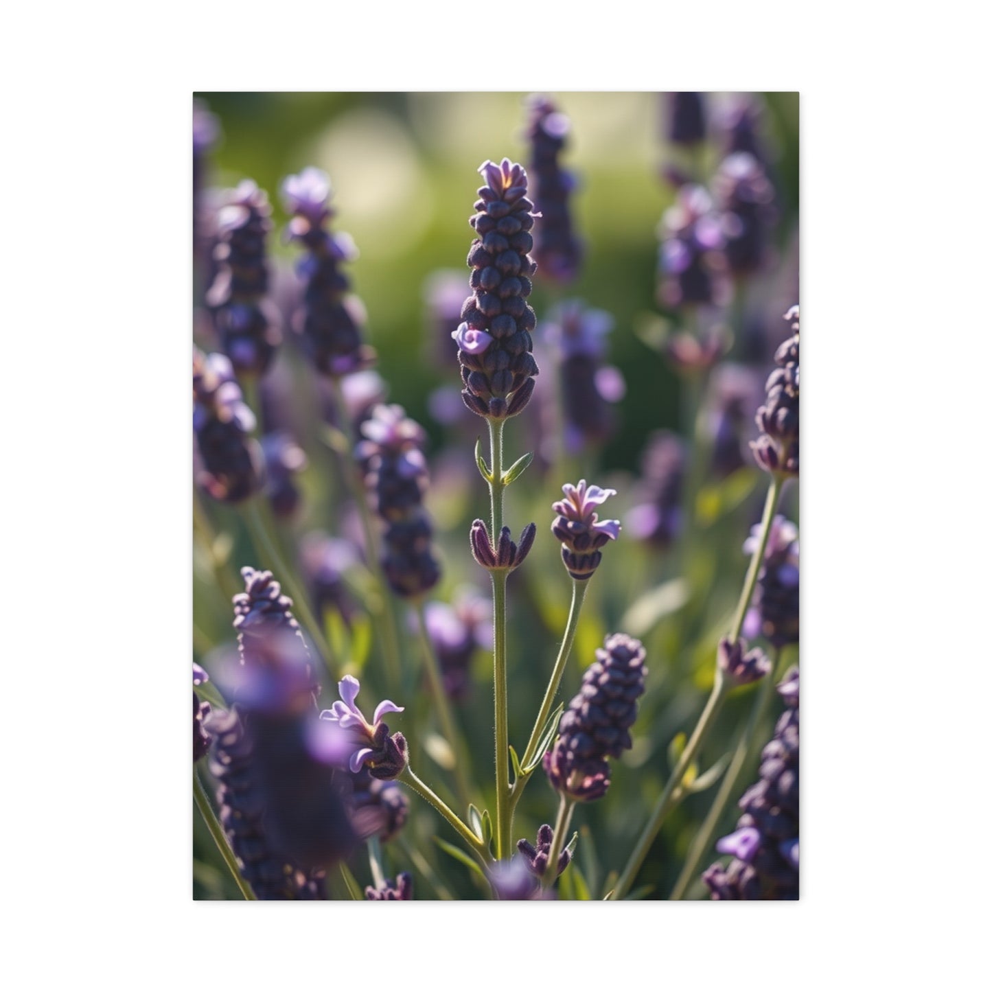 Lavender Herb Art Canvas Art 2 Wall Art & Canvas Print